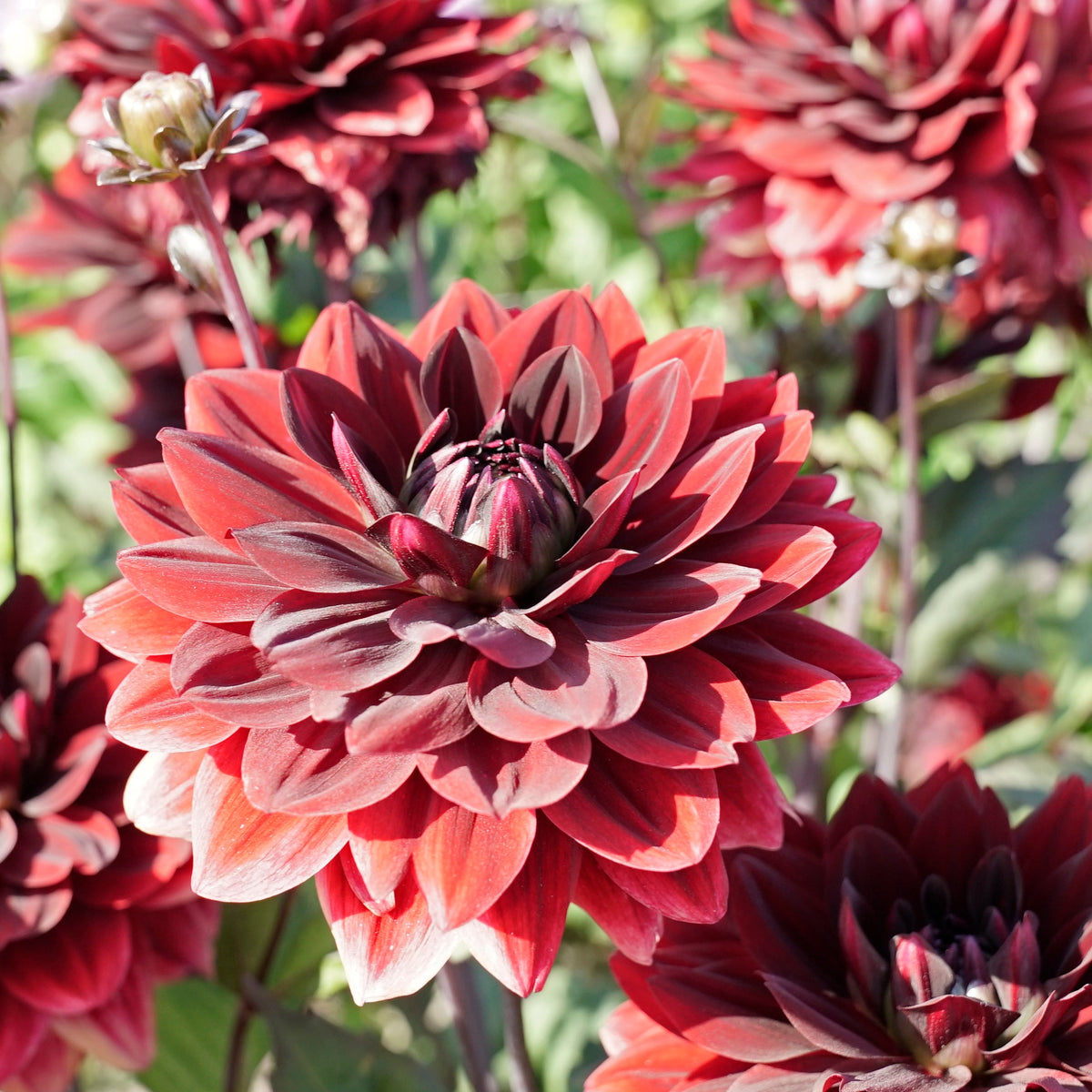 Dahlia After Dusk - Dahlias - Fluwel