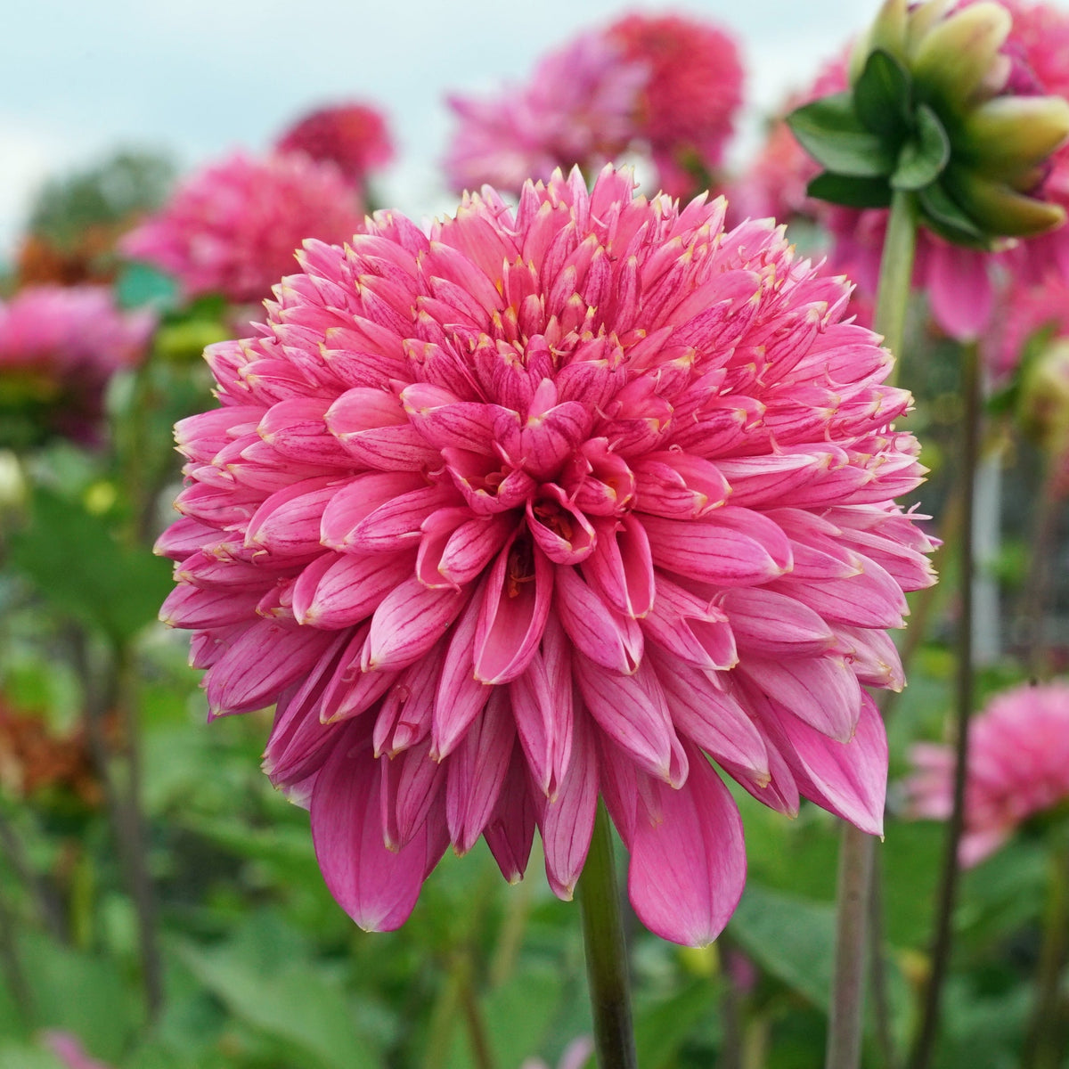 Dahlia Alyshia - Dahlias - Fluwel