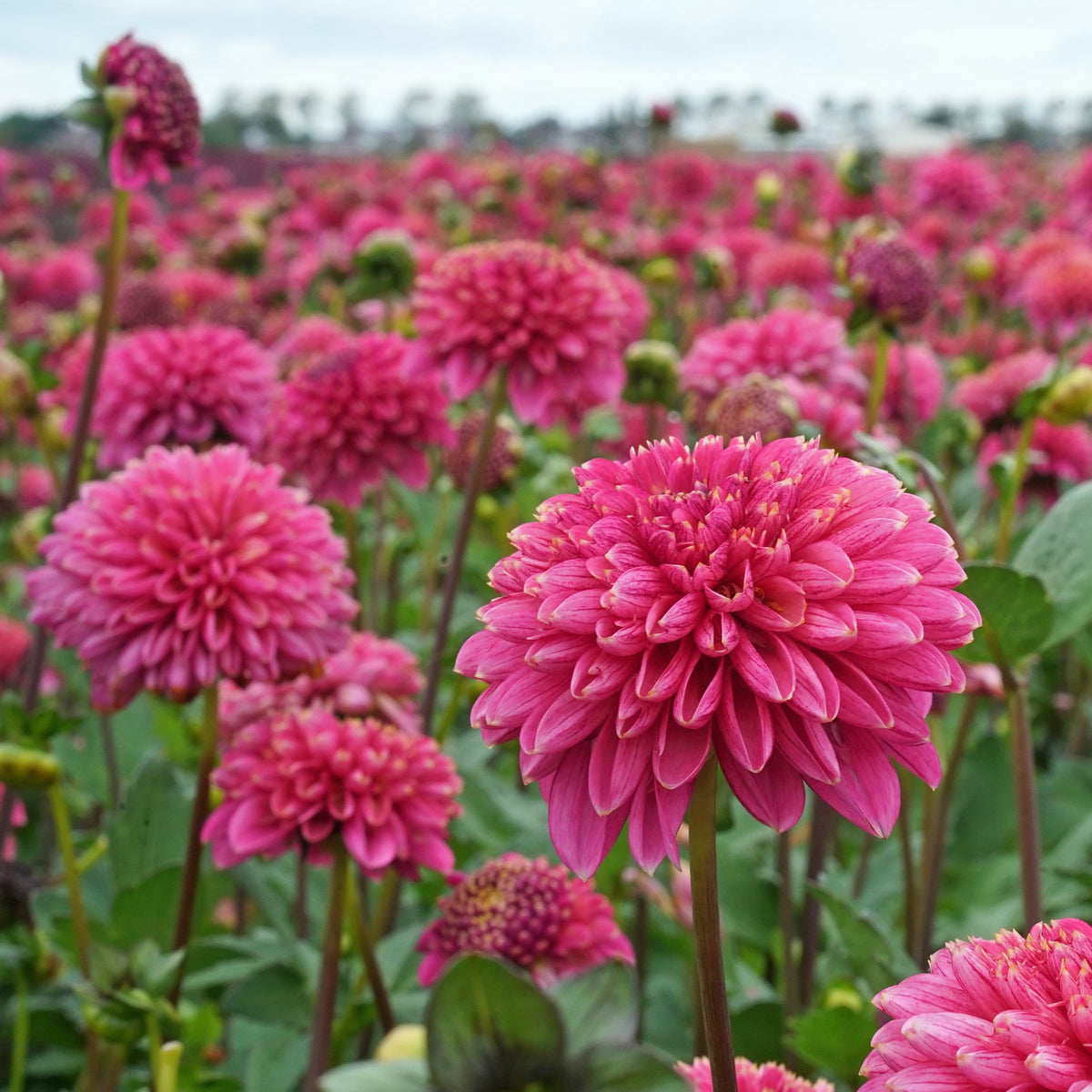 Dahlia Alyshia - Dahlias - Fluwel