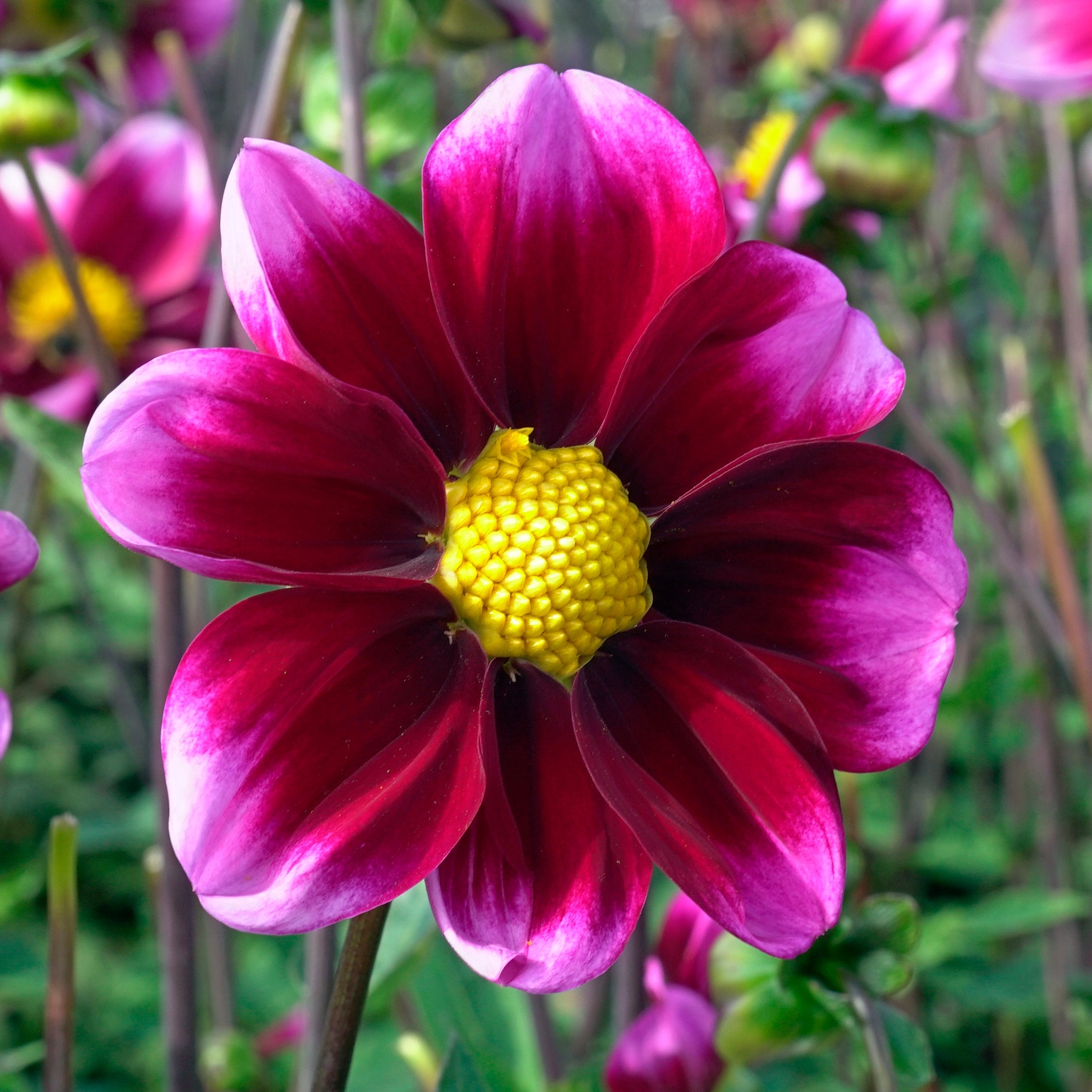 Dahlia Bashful - Dahlias - Fluwel