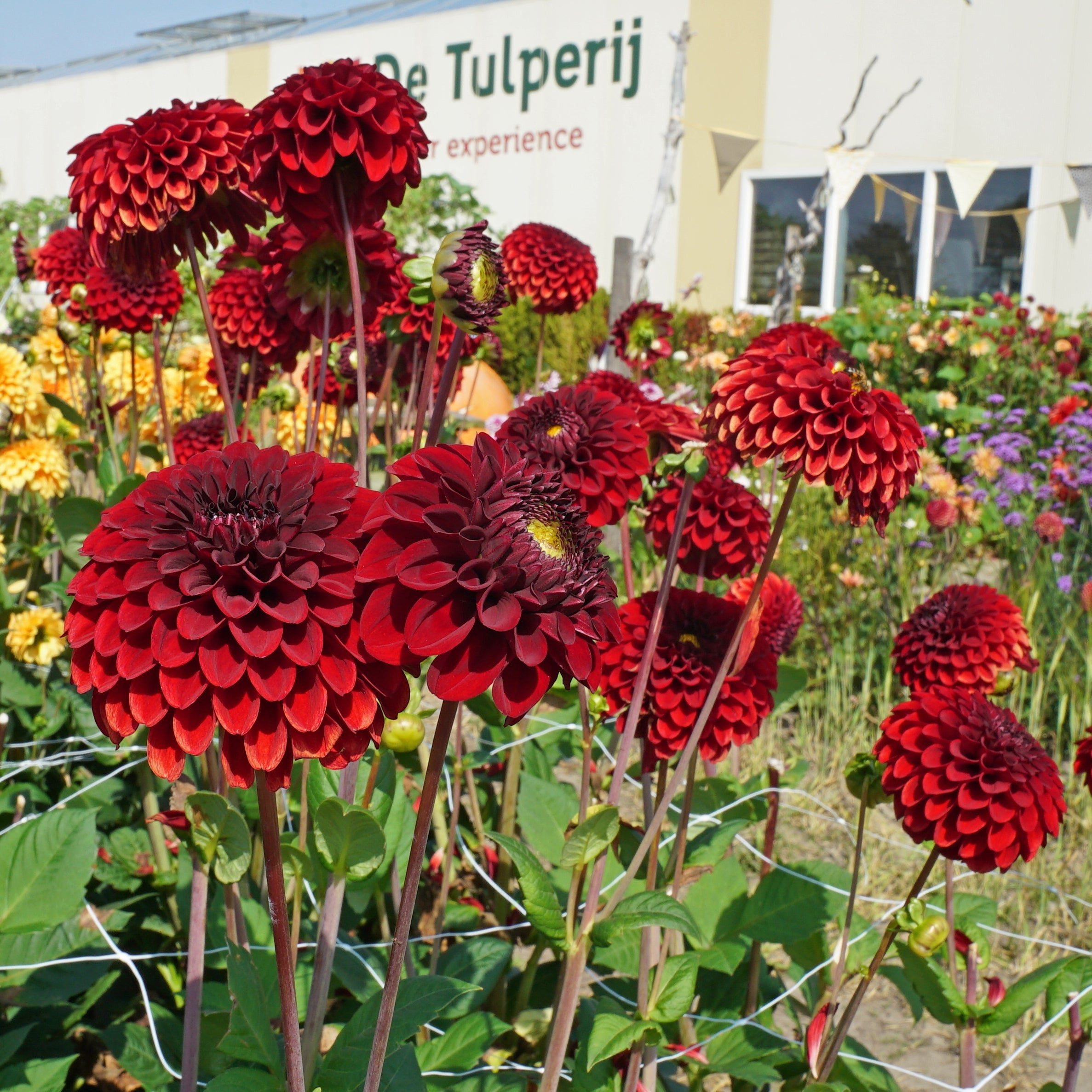 Dahlia Bizon Red - Dahlias - Fluwel