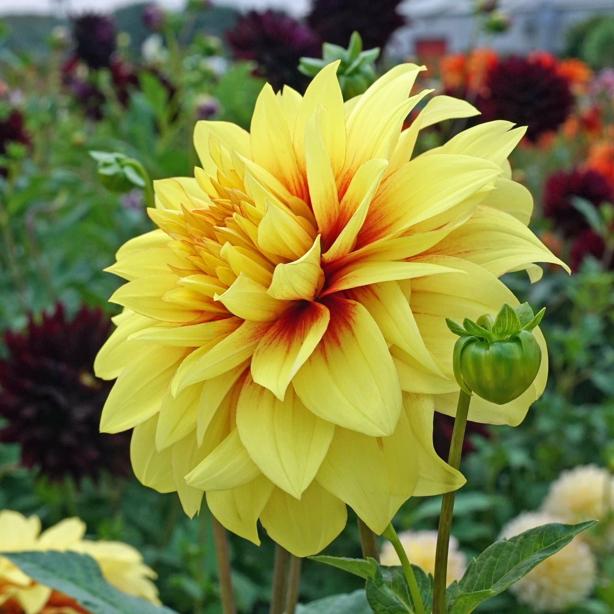 Dahlia Dazzling Sun - Dahlias - Fluwel