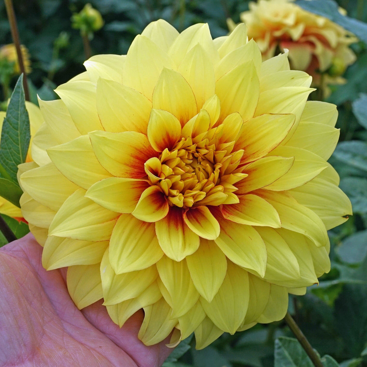 Dahlia Dazzling Sun - Dahlias - Fluwel