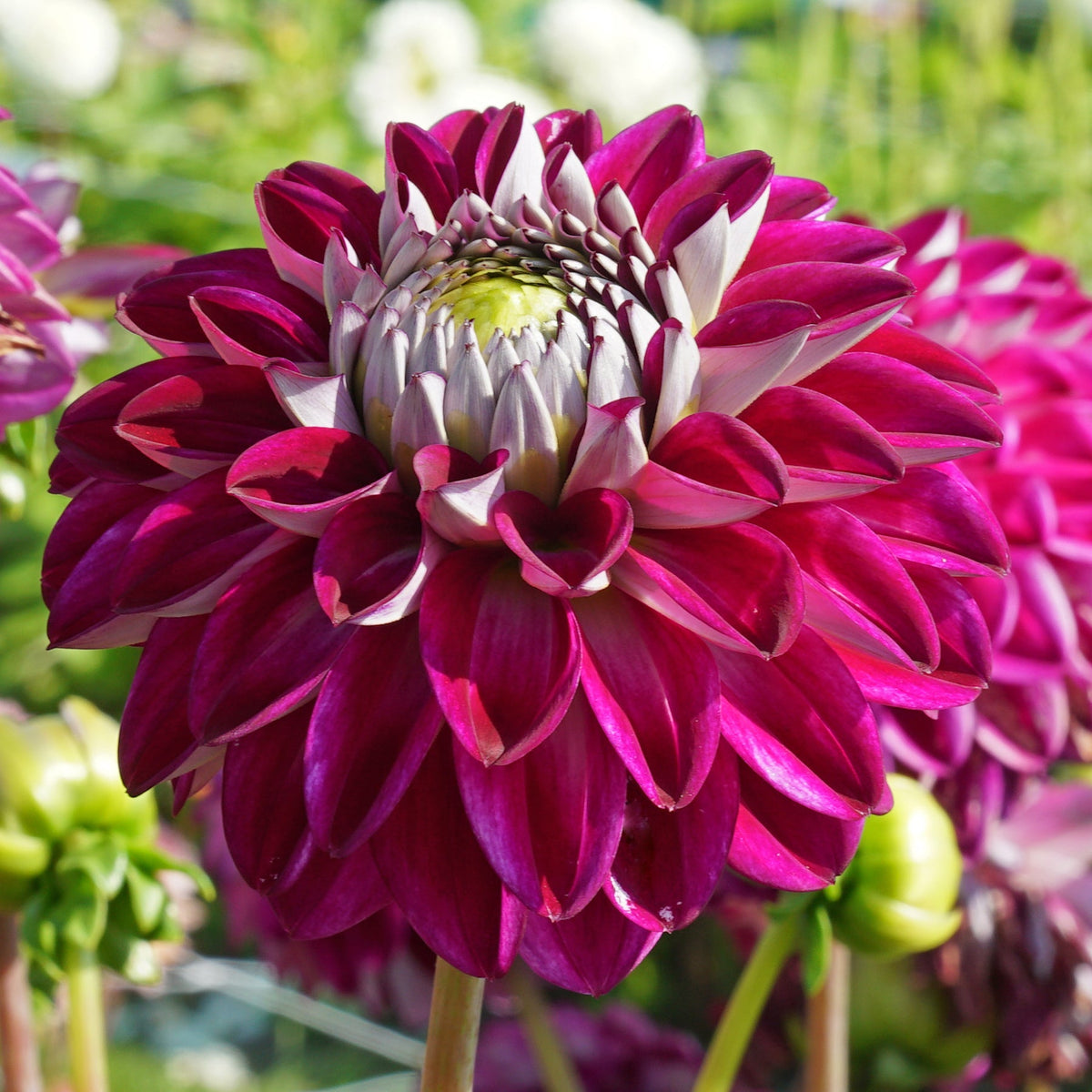 Dahlia Embassy - Dahlias - Fluwel
