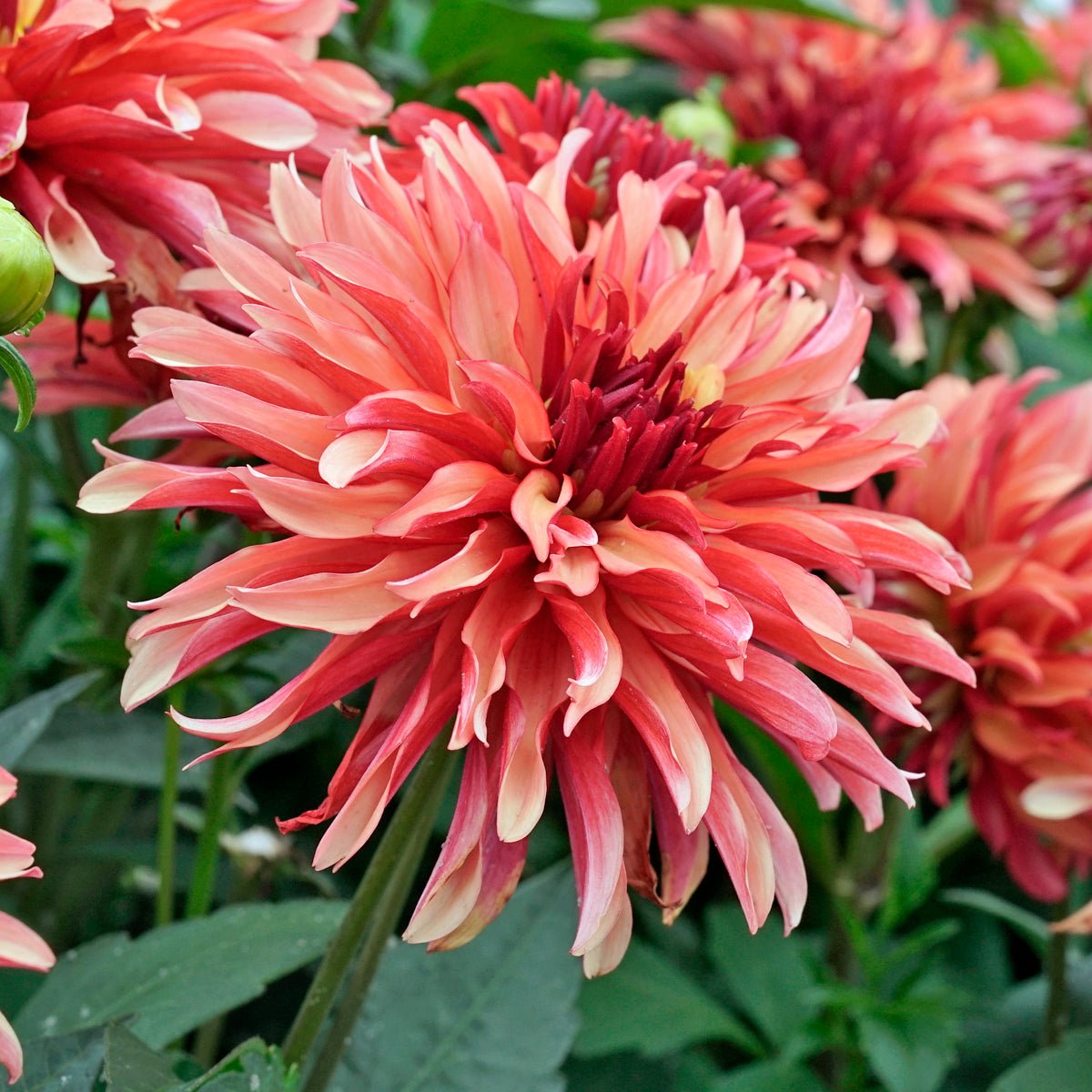Dahlia Gallery Art Deco - Dahlias - Fluwel
