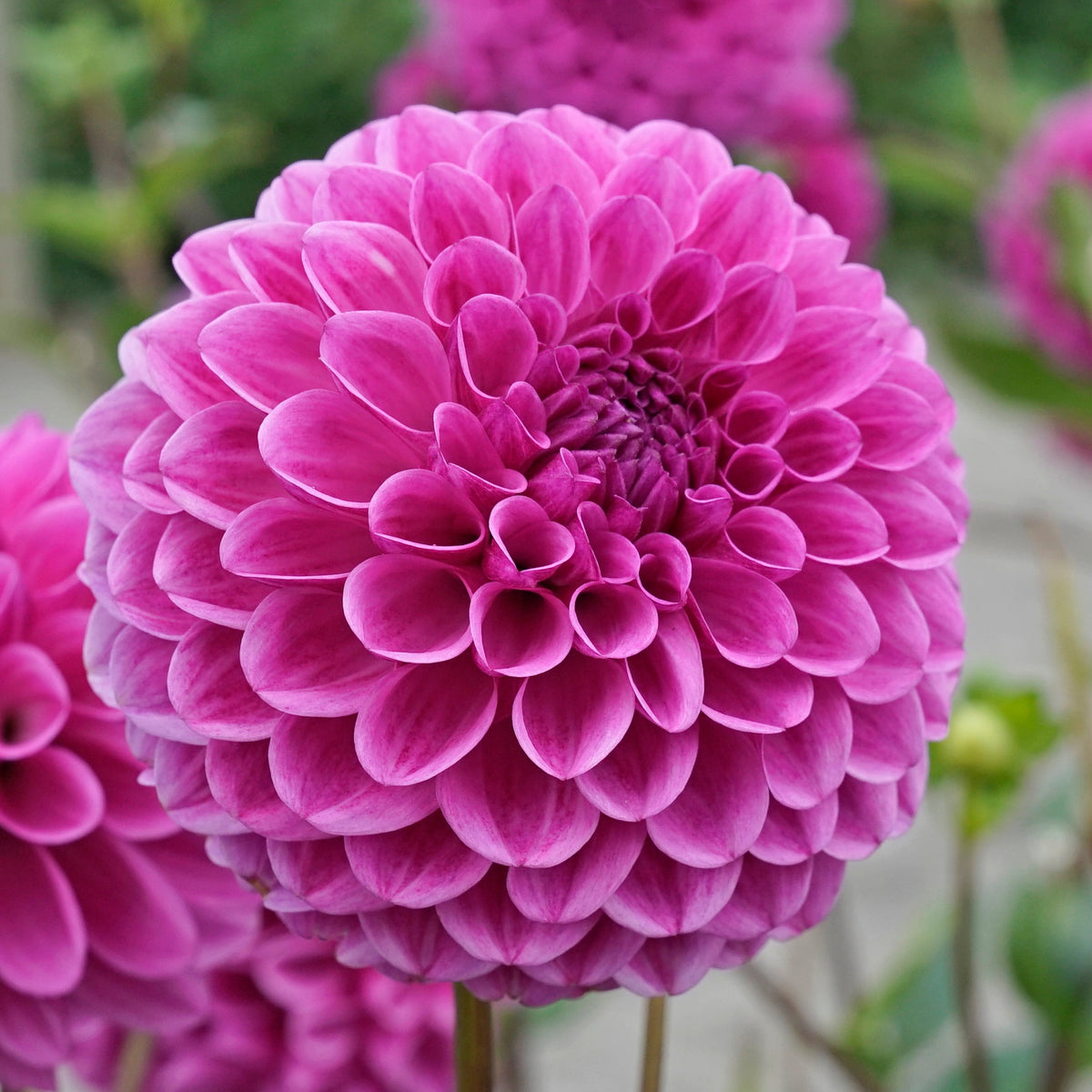 Dahlia Julio - Dahlias - Fluwel