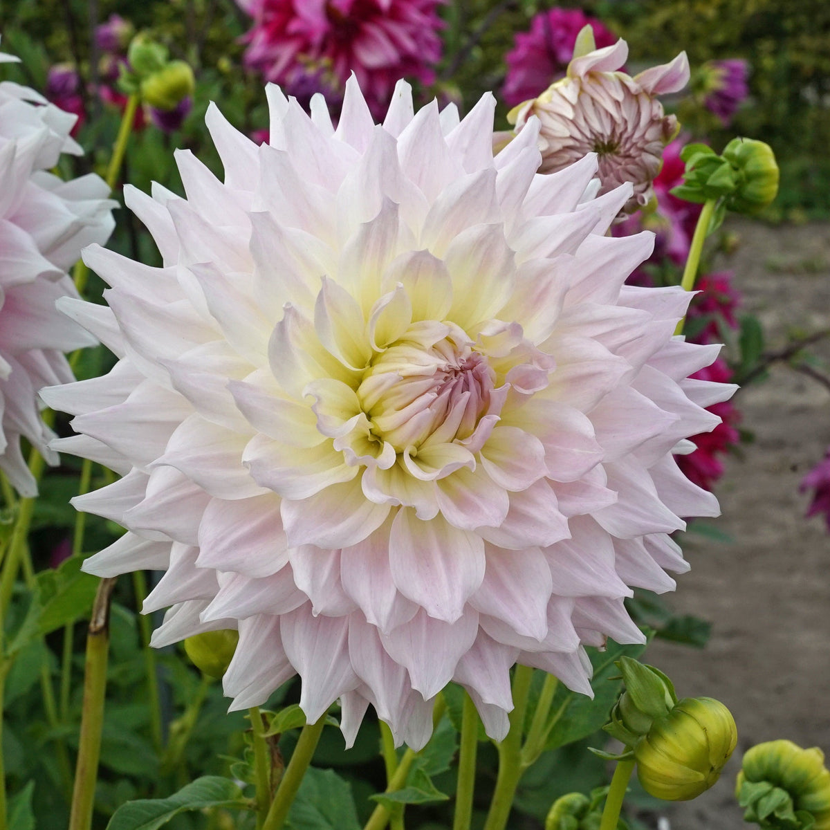 Dahlia Ka's Cloud - Dahlias - Fluwel