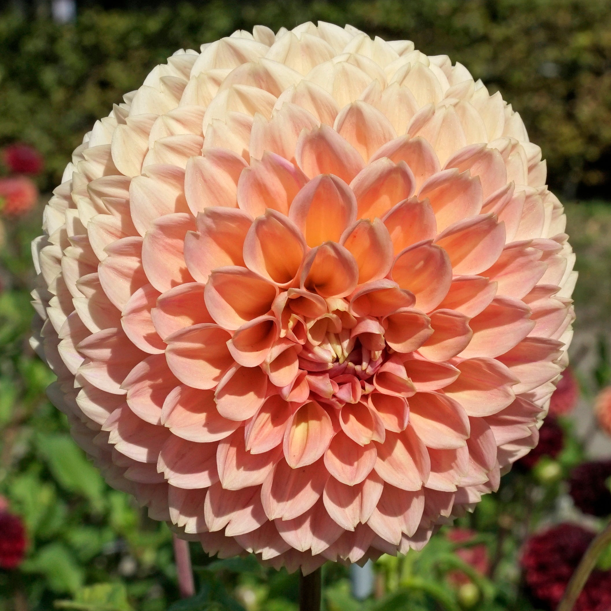 Dahlia Linda's Baby - Dahlias - Fluwel