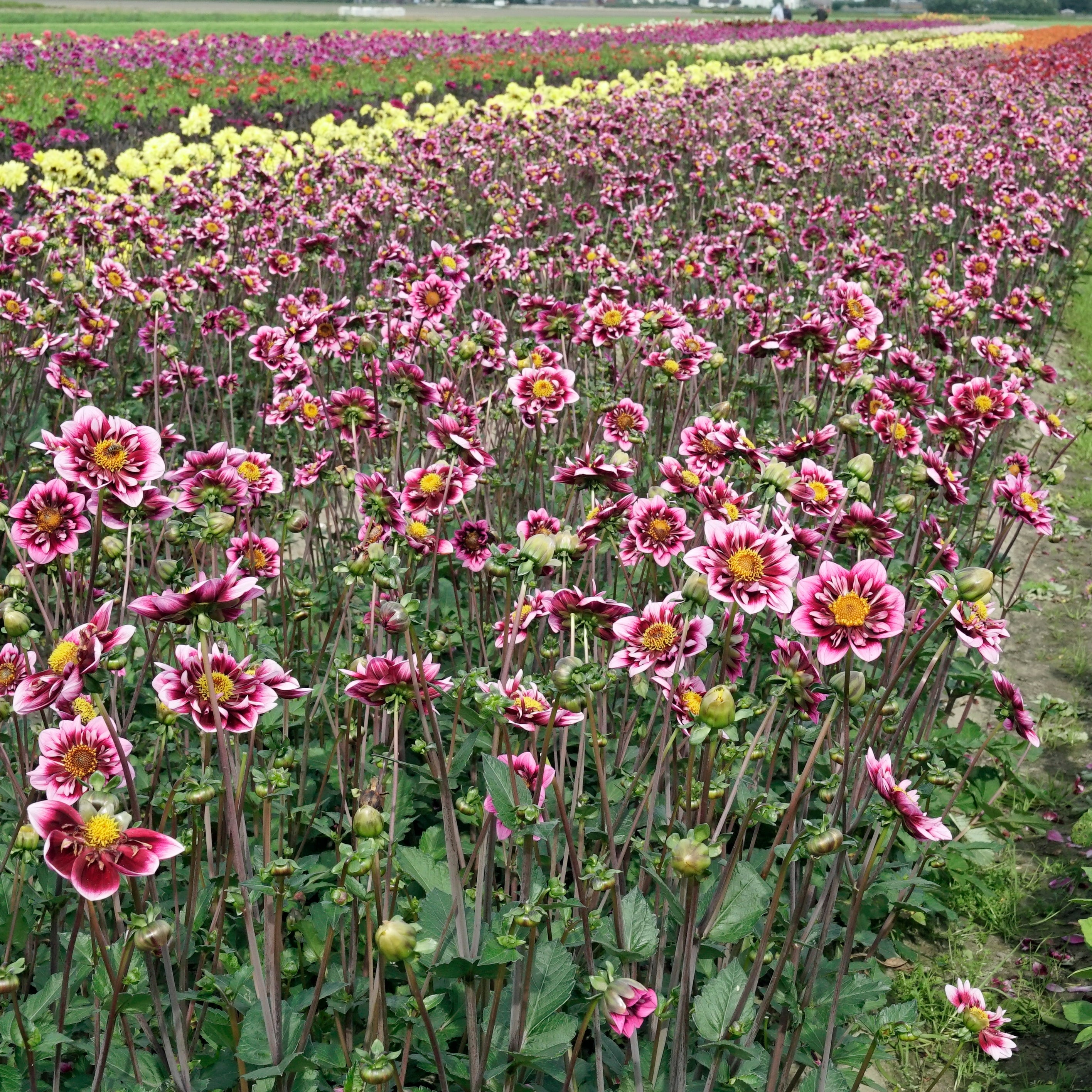 Dahlia Liquid Desire - Dahlias - Fluwel
