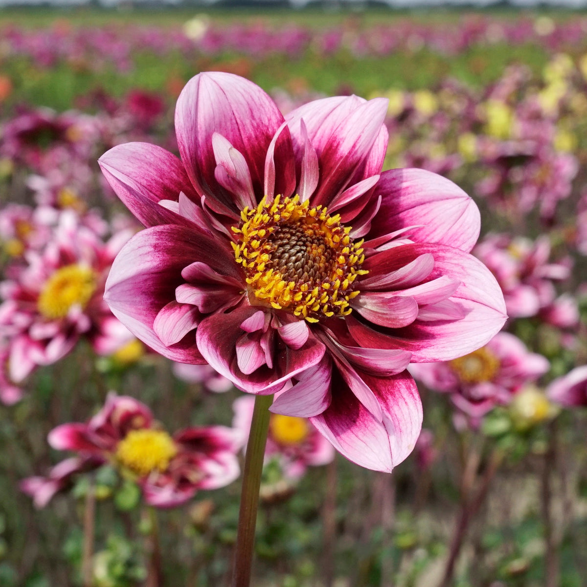 Dahlia Liquid Desire - Dahlias - Fluwel