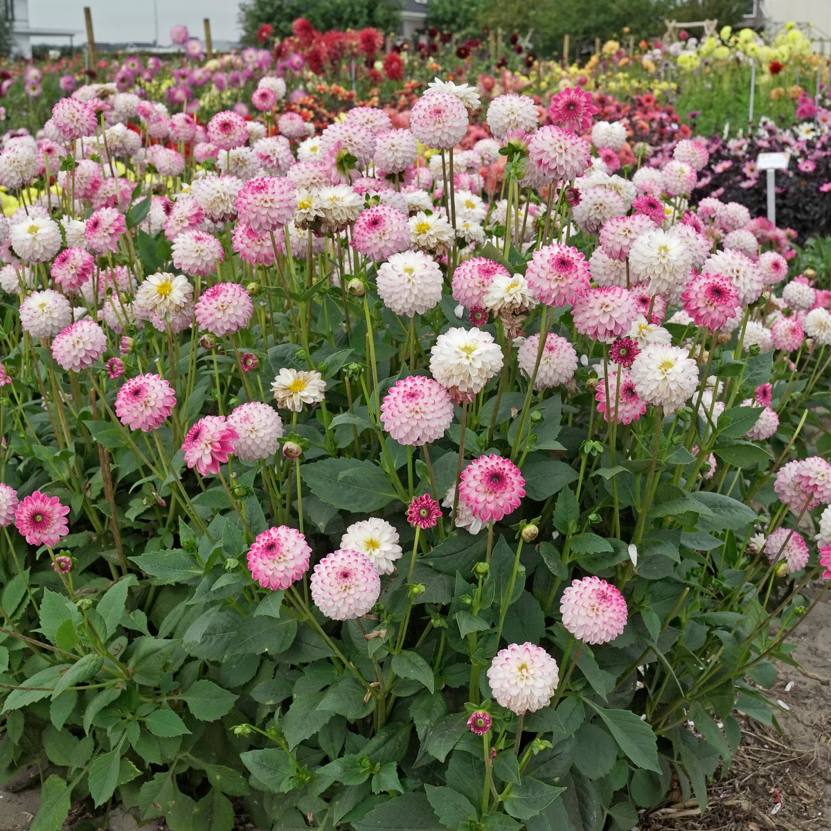 Dahlia Pink Isa - Dahlias - Fluwel