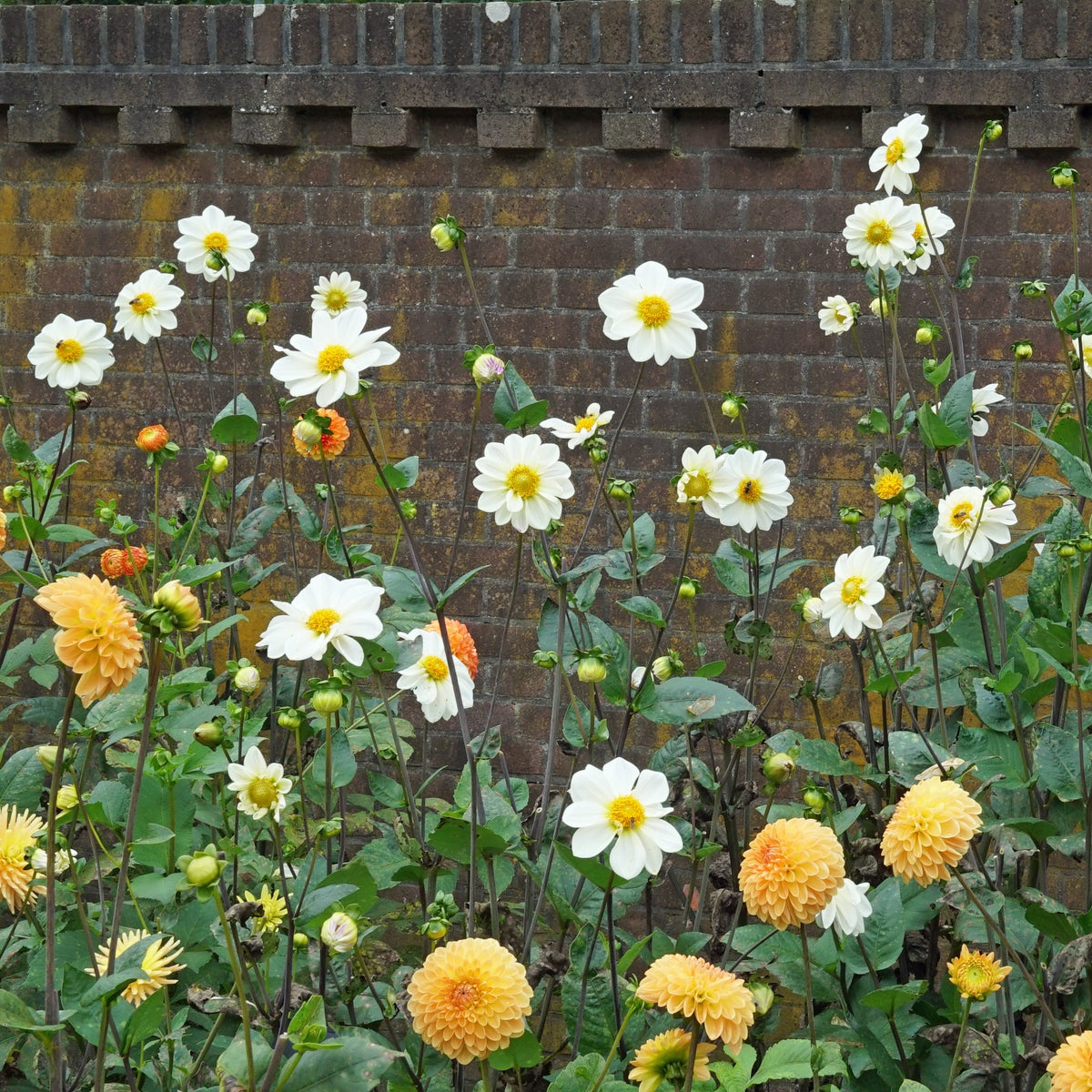Dahlia White Emperor - witte dahlia - Fluwel