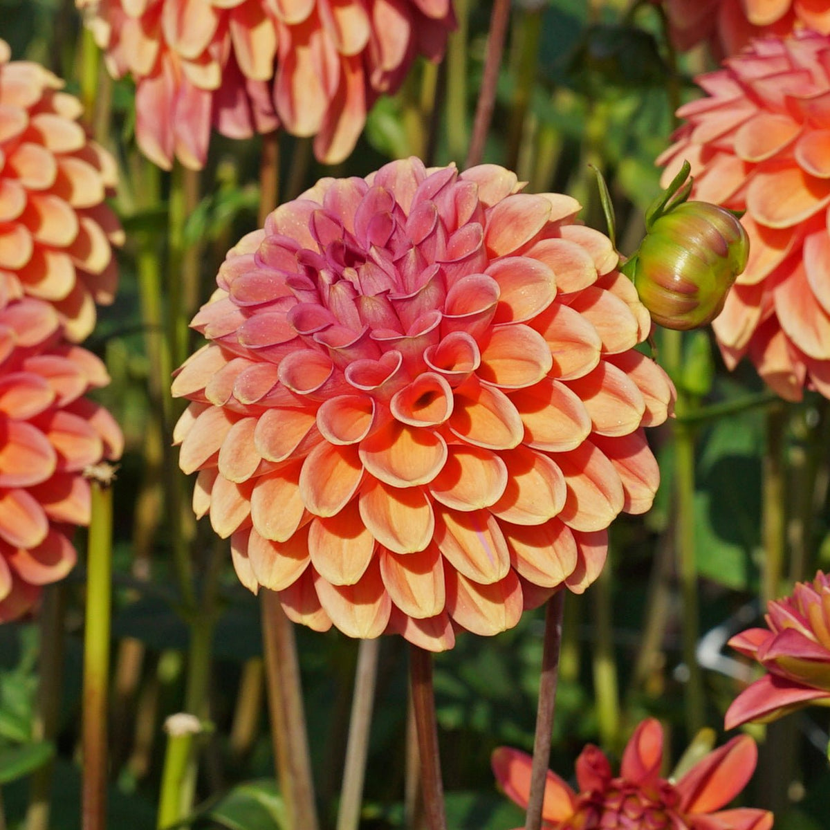 Dahlia Zundert Mystery Fox - Dahlias - Fluwel