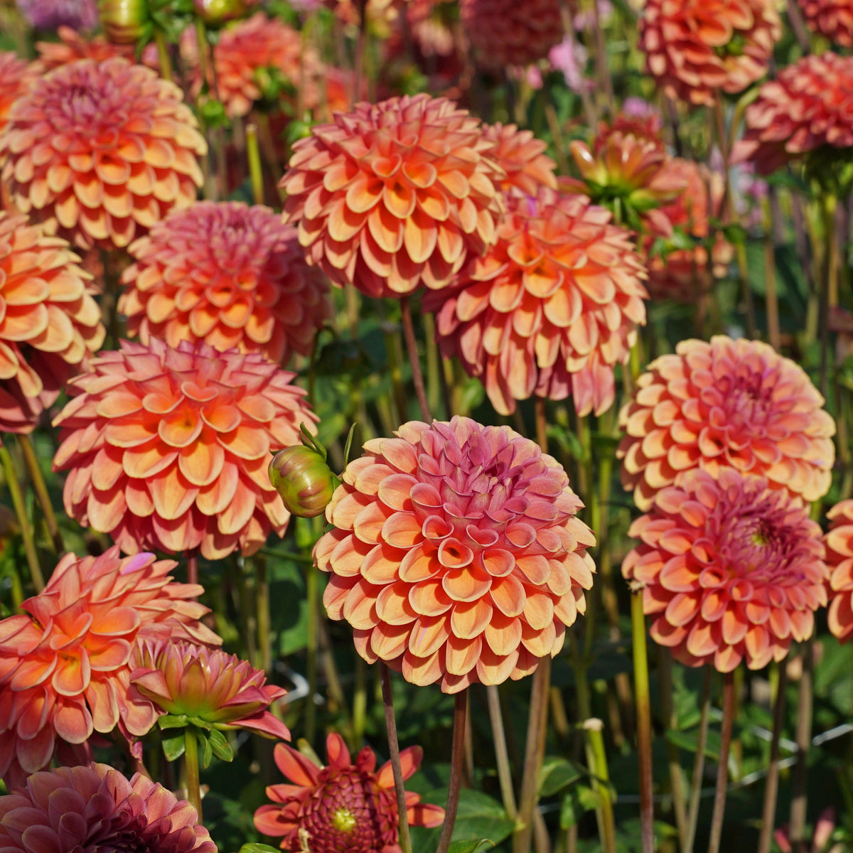 Dahlia Zundert Mystery Fox - Dahlias - Fluwel