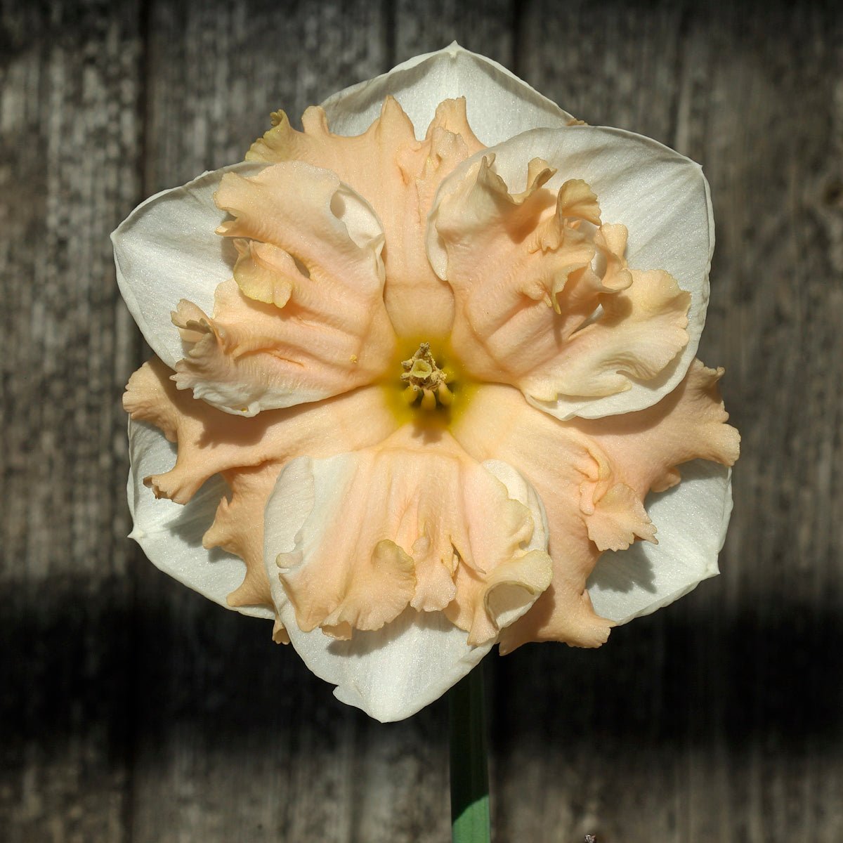 Dance all Day - Special Narcissus - Fluwel