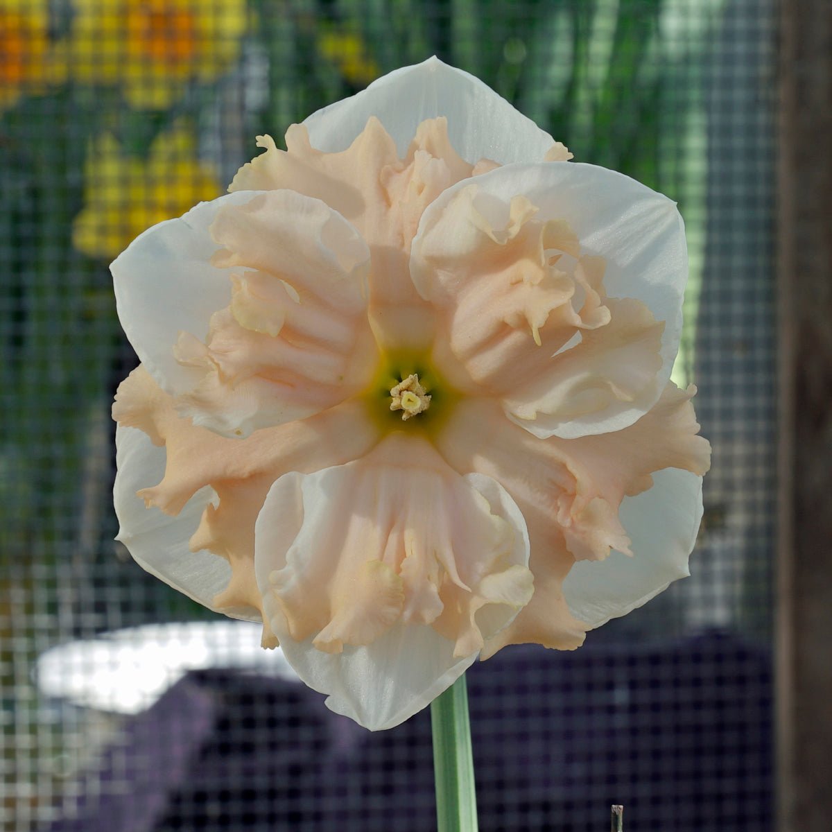 Dance all Day - Special Narcissus - Fluwel