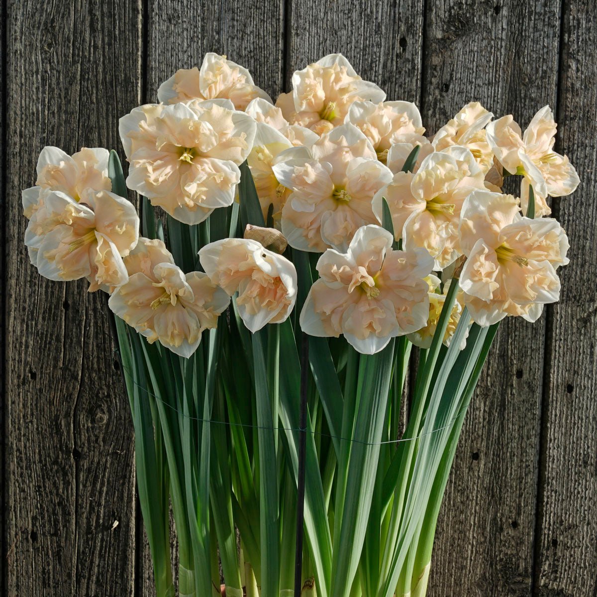Dance all Day - Special Narcissus - Fluwel