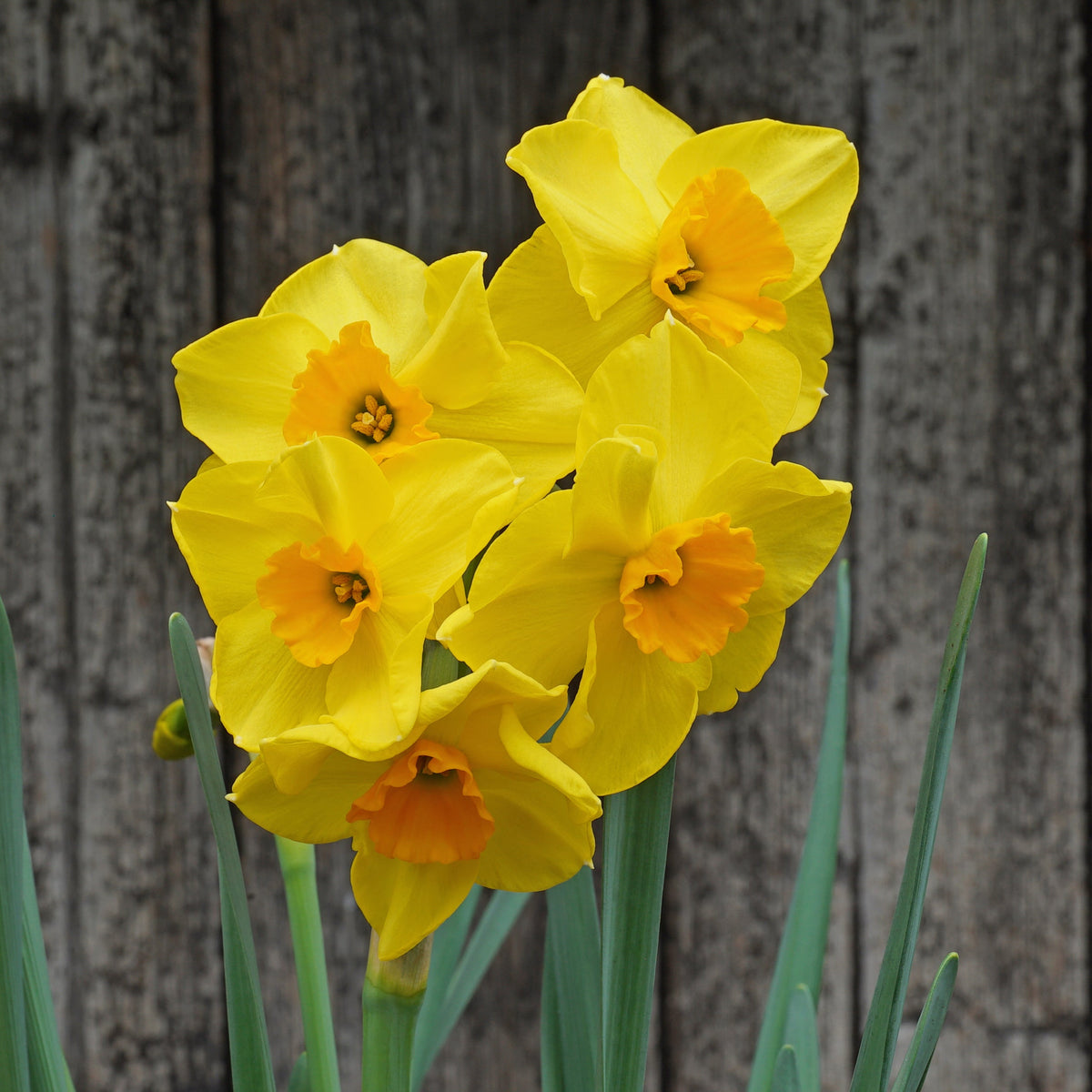 Dinner at Eight - Special Narcissus - Fluwel