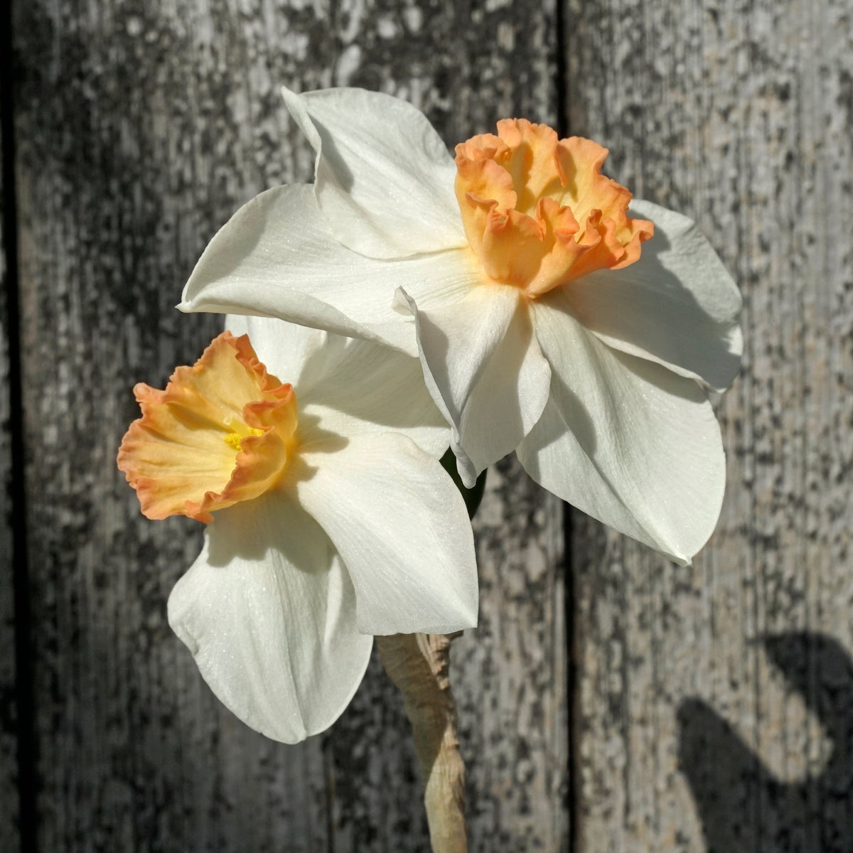 Discodip - Special Narcissus - Fluwel