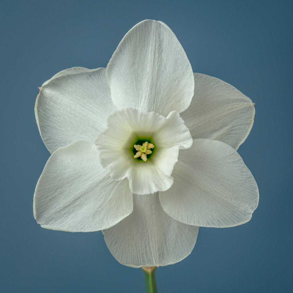 Draycote Water - Special Narcissus - Fluwel