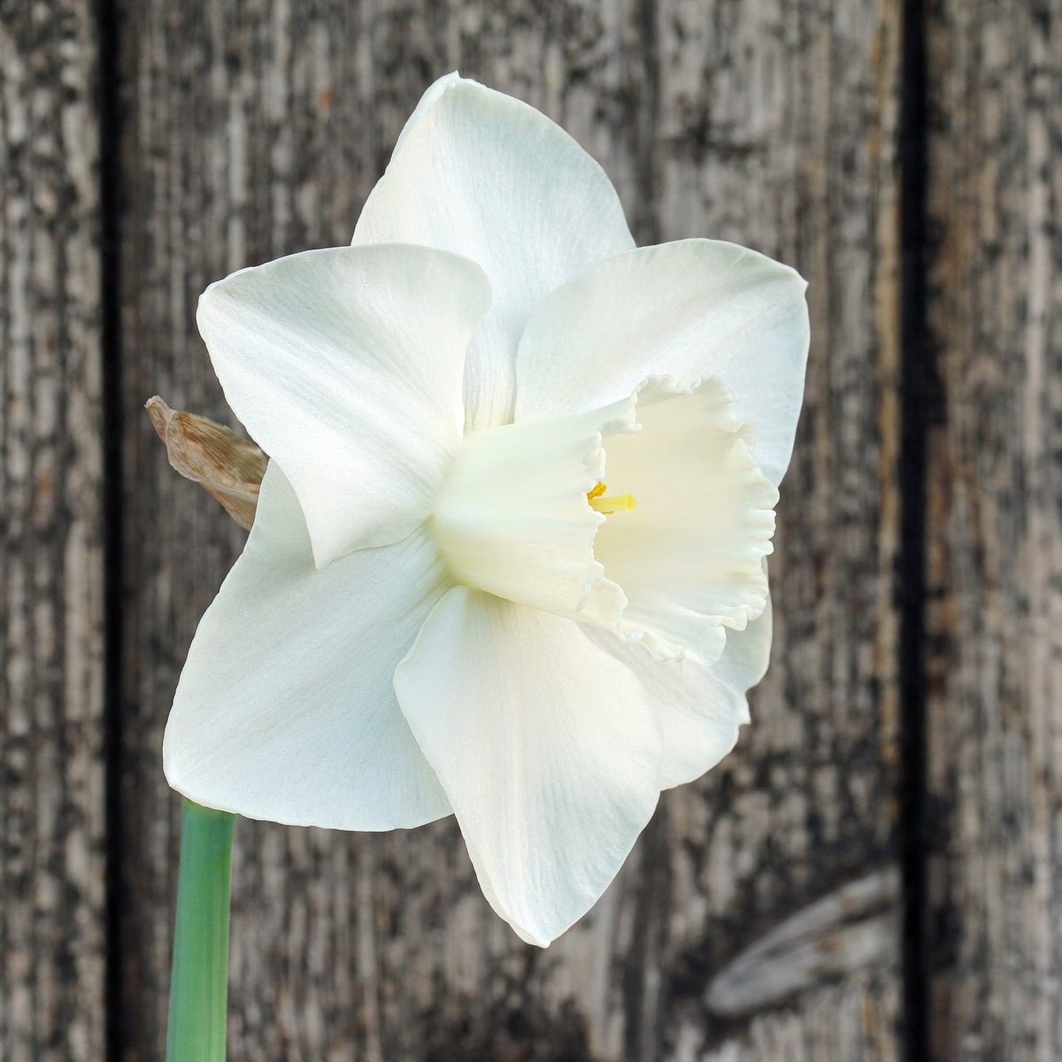 Dust Up - Special Narcissus - Fluwel