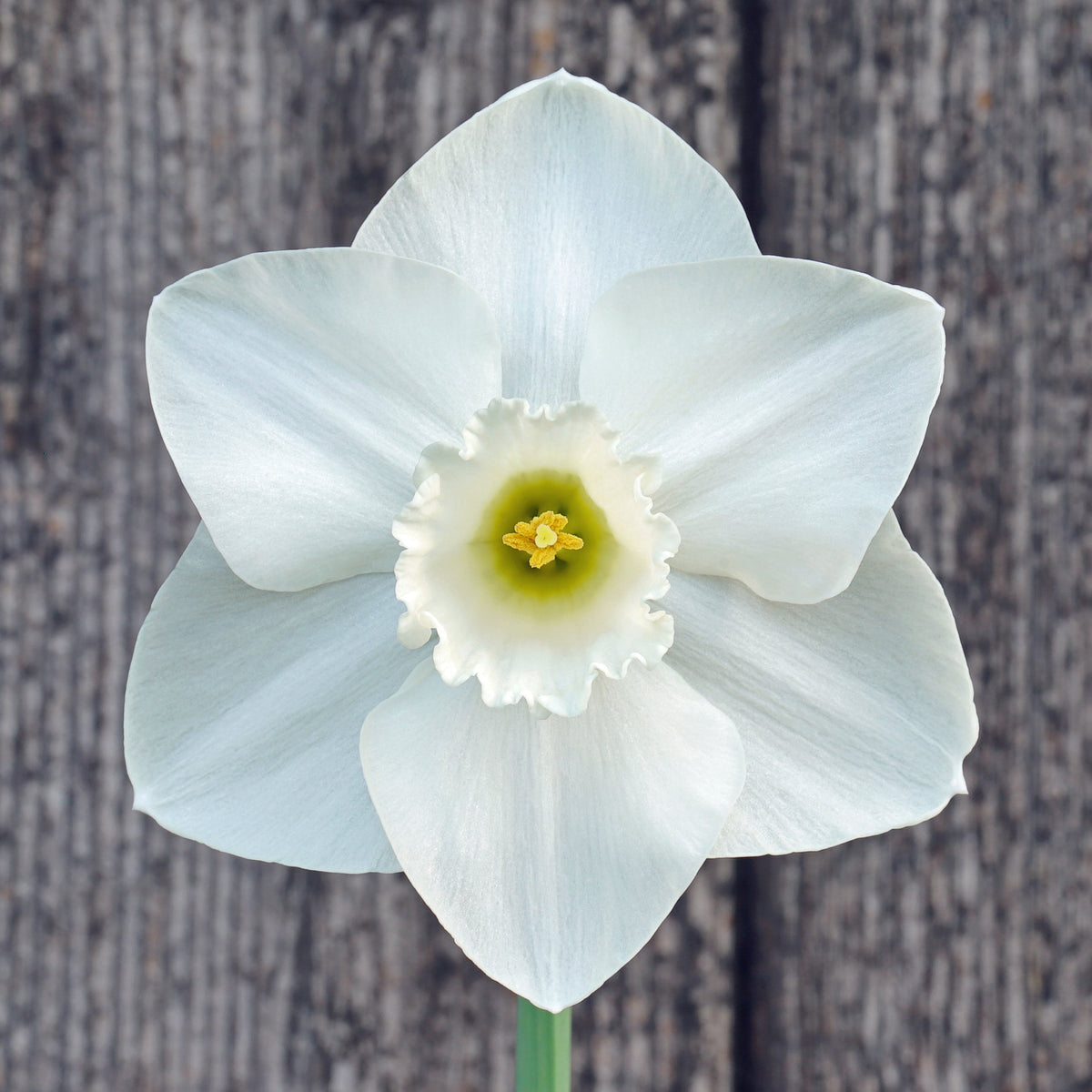 Dust Up - Special Narcissus - Fluwel