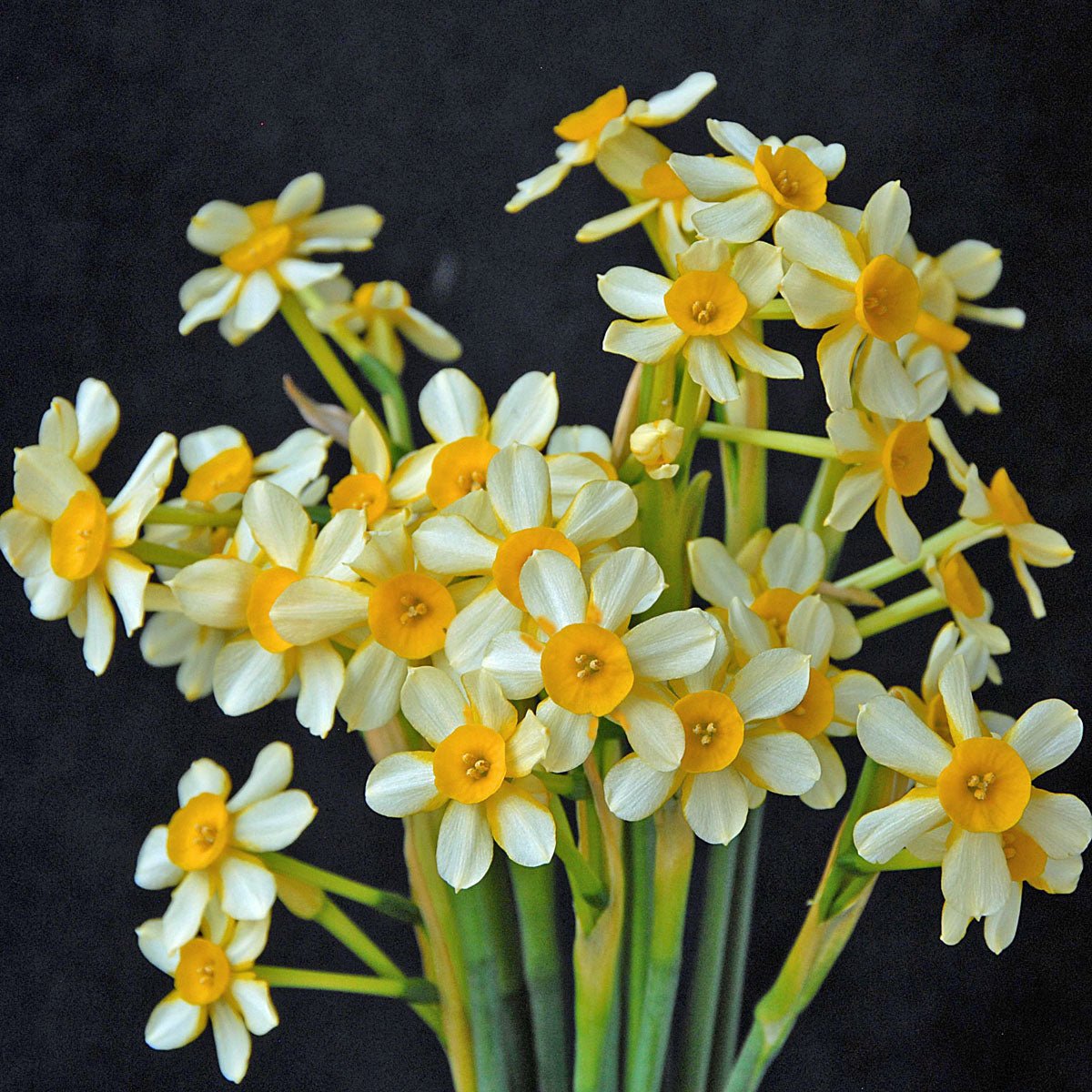 Edged in Gold - Special Narcissus - Fluwel