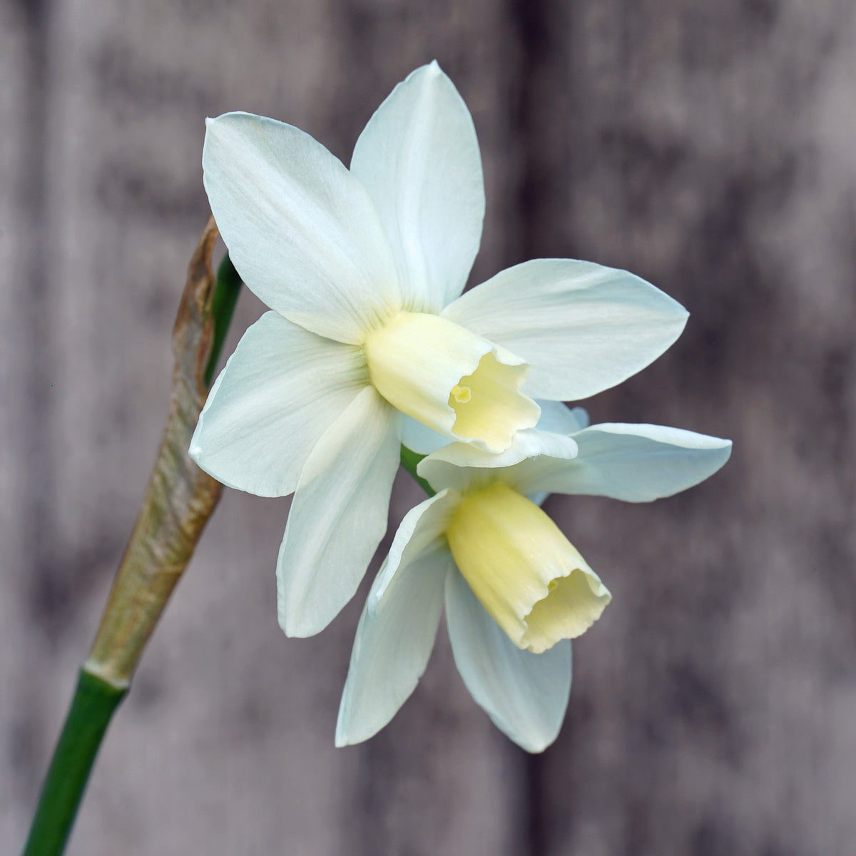 Espresso - Special Narcissus - Fluwel