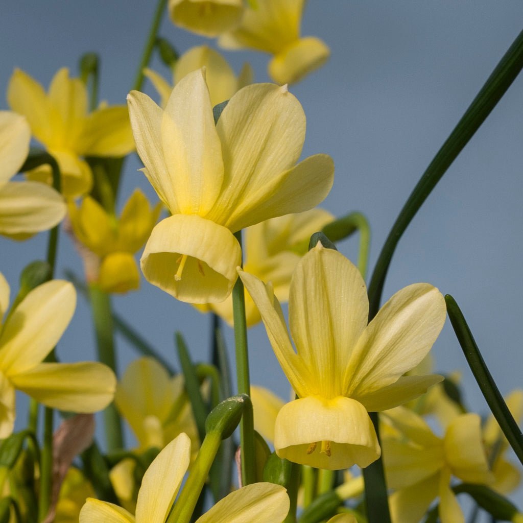 Fairy Chimes Tetra - Special Narcissus - Fluwel