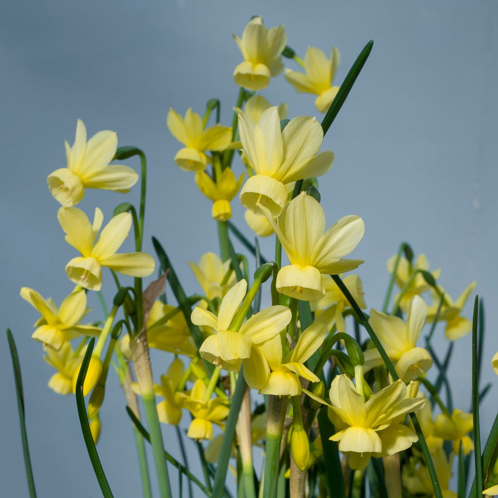 Fairy Chimes Tetra - Special Narcissus - Fluwel