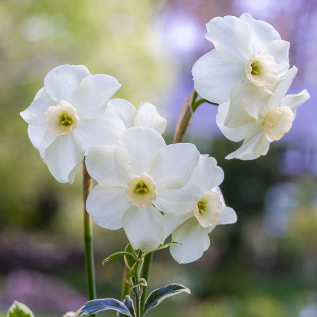 Flomay - Special Narcissus - Fluwel