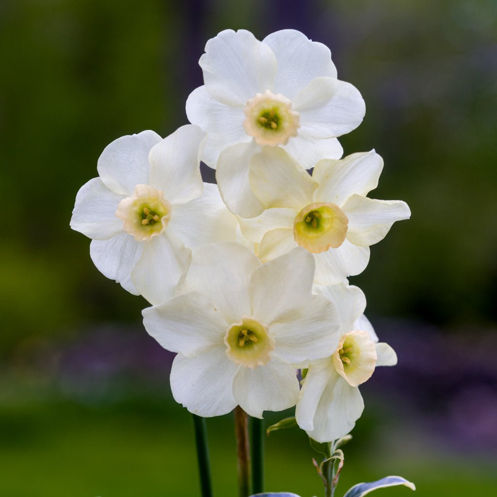 Flomay - Special Narcissus - Fluwel