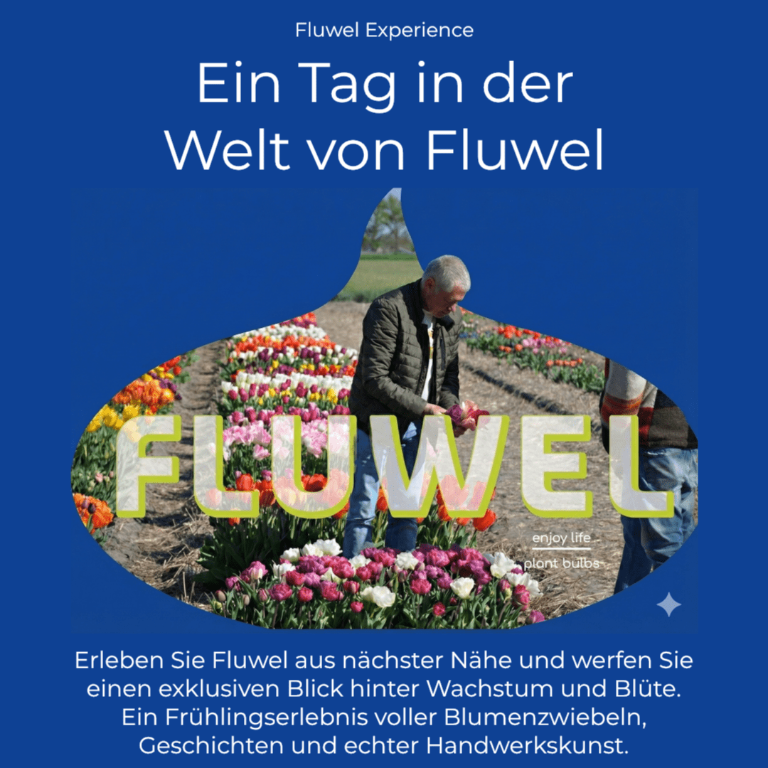 Fluwel Experience - Experience - Fluwel