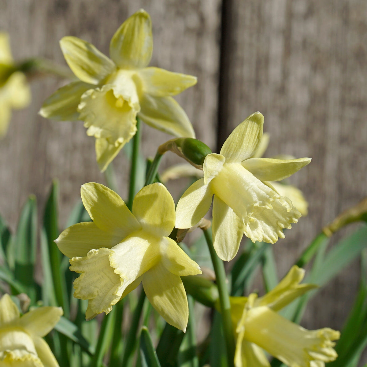 Gipsy Queen - Special Narcissus - Fluwel