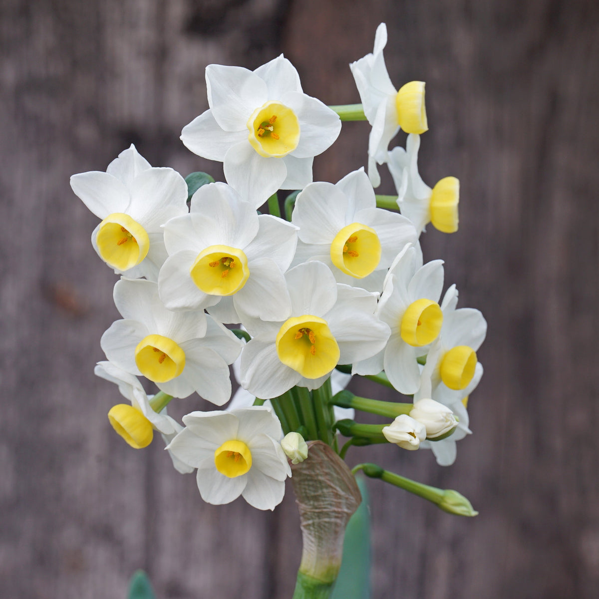 Girls Night - Special Narcissus - Fluwel