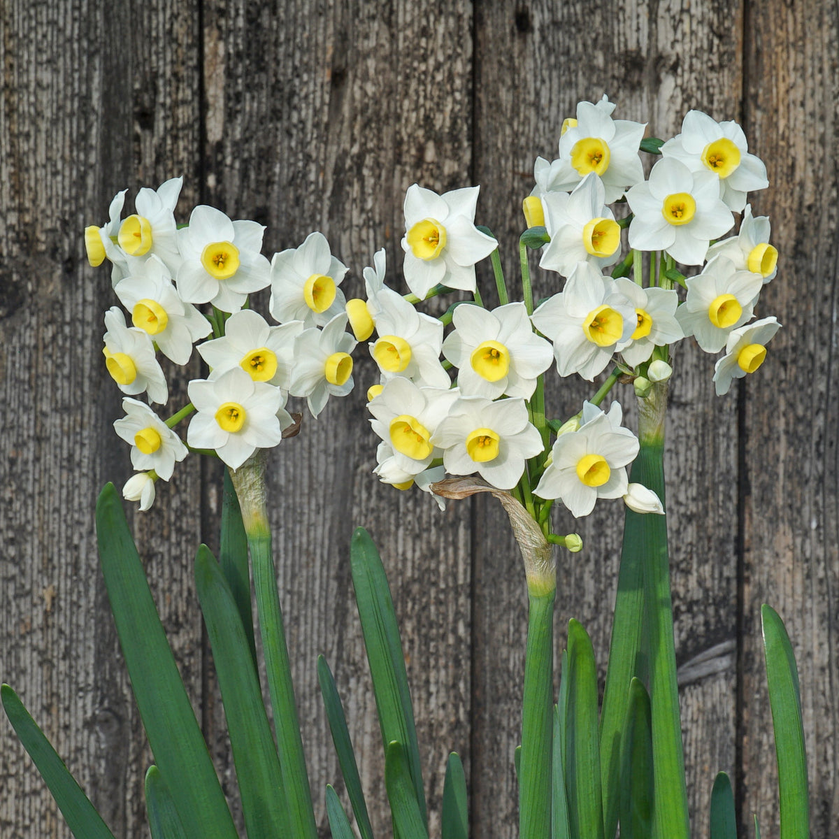 Girls Night - Special Narcissus - Fluwel