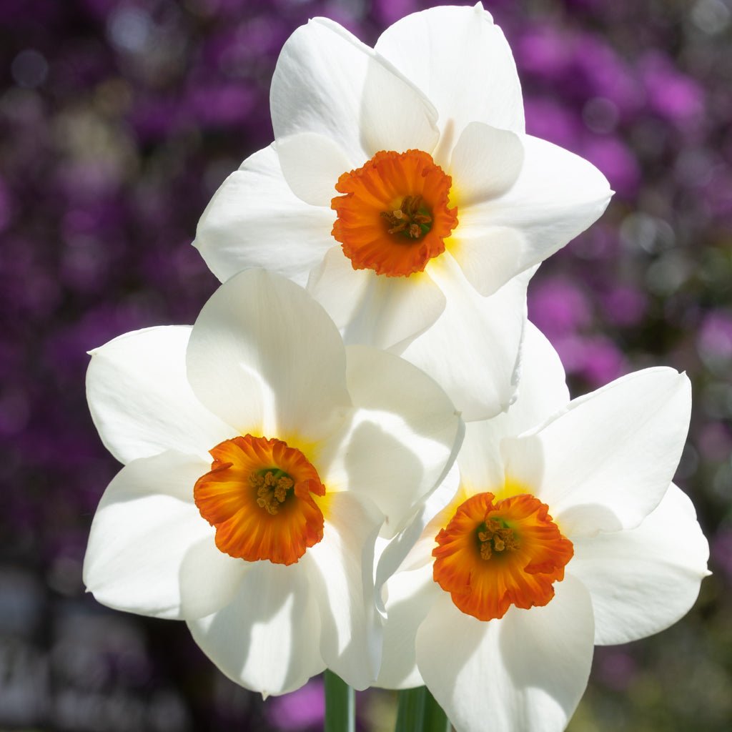 Hartlebury - Special Narcissus - Fluwel