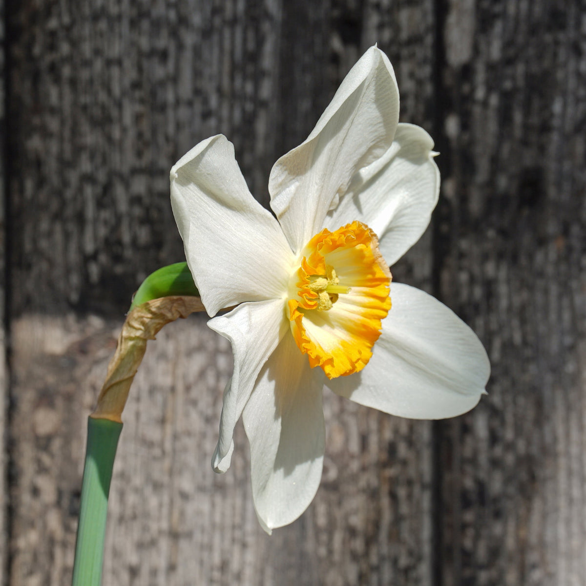 Hassan the Goat - Special Narcissus - Fluwel