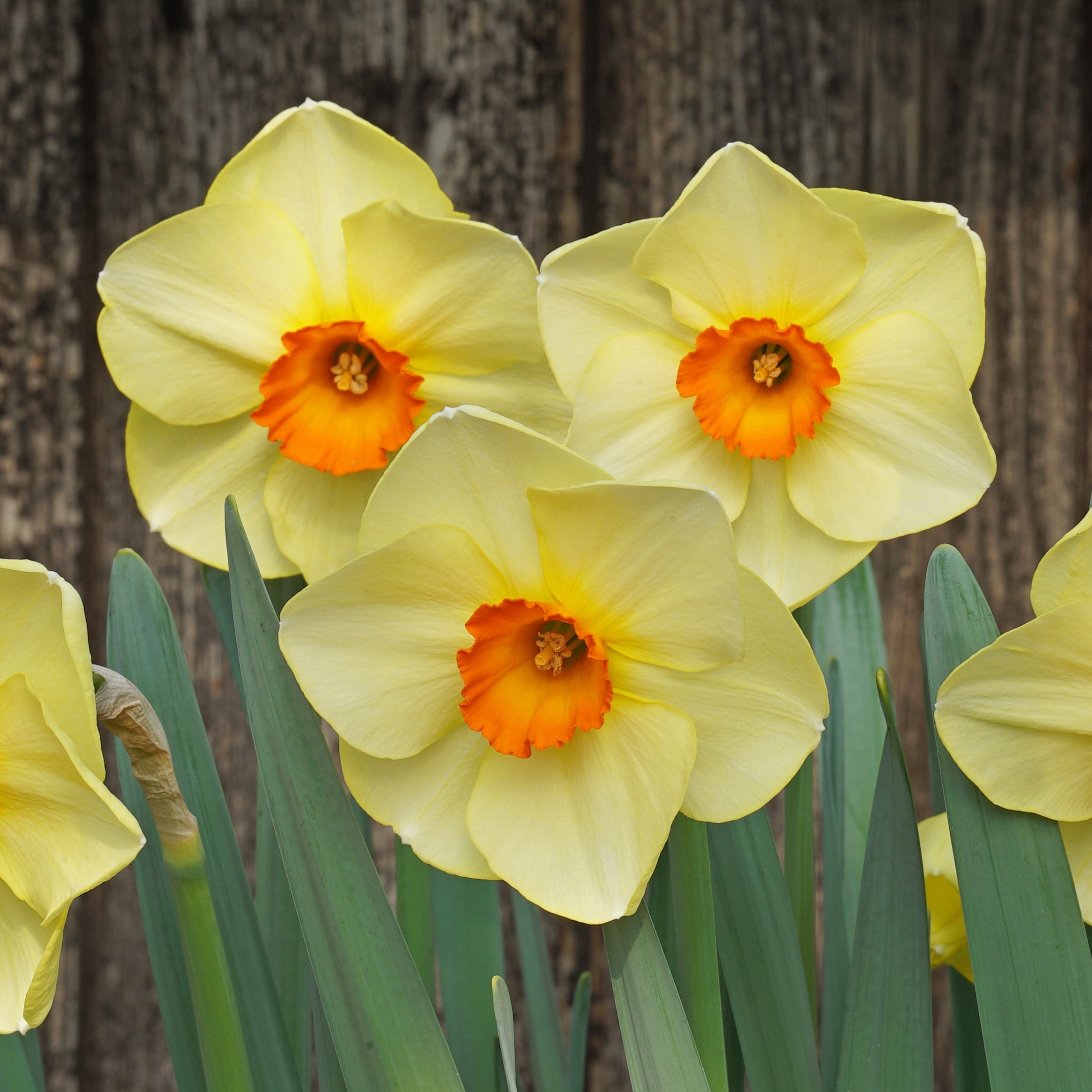 Hot Choice - Special Narcissus - Fluwel
