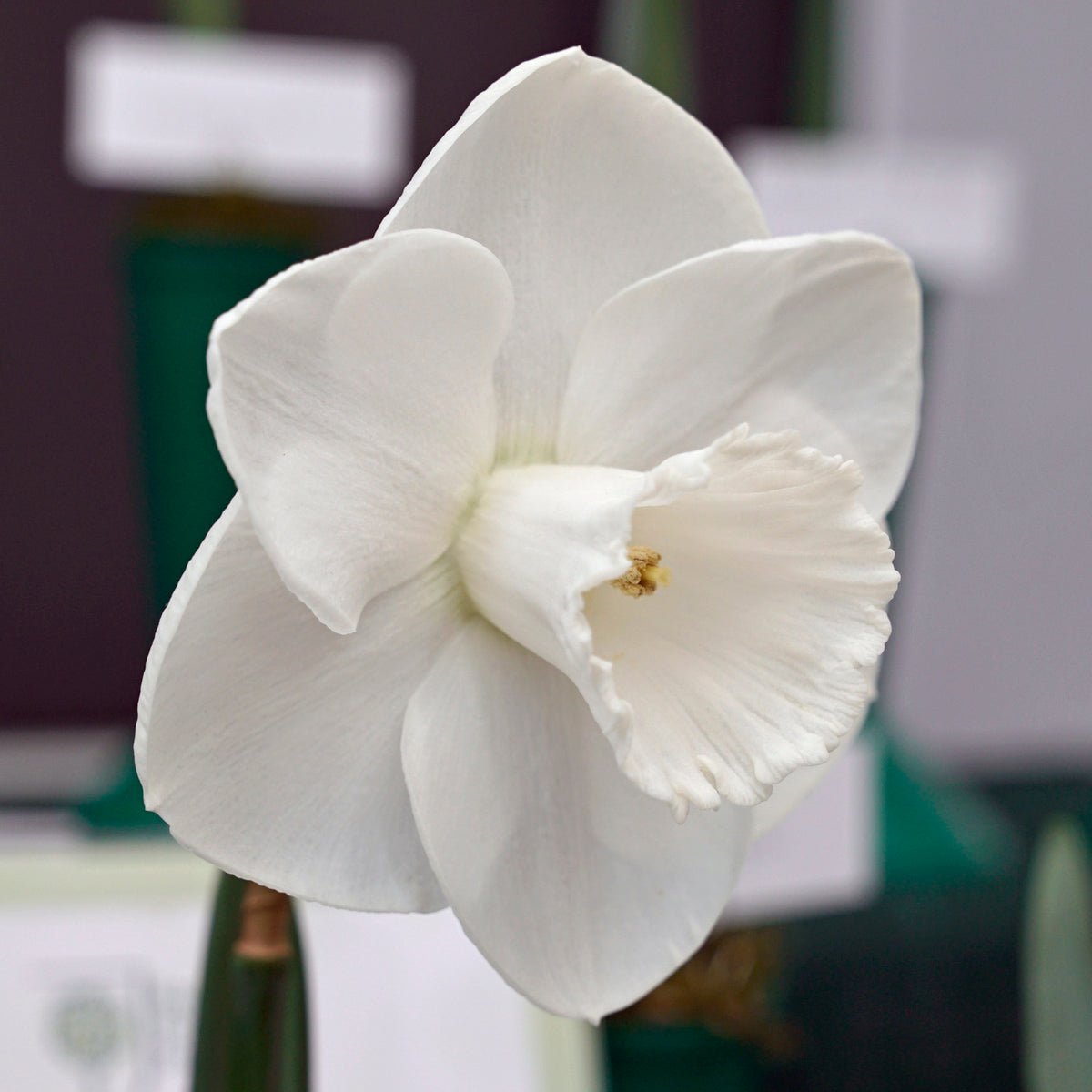 I Love You - Special Narcissus - Fluwel