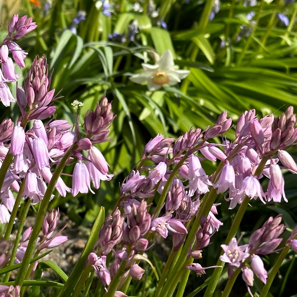 Hyacinthoides hispanica Rose Queen