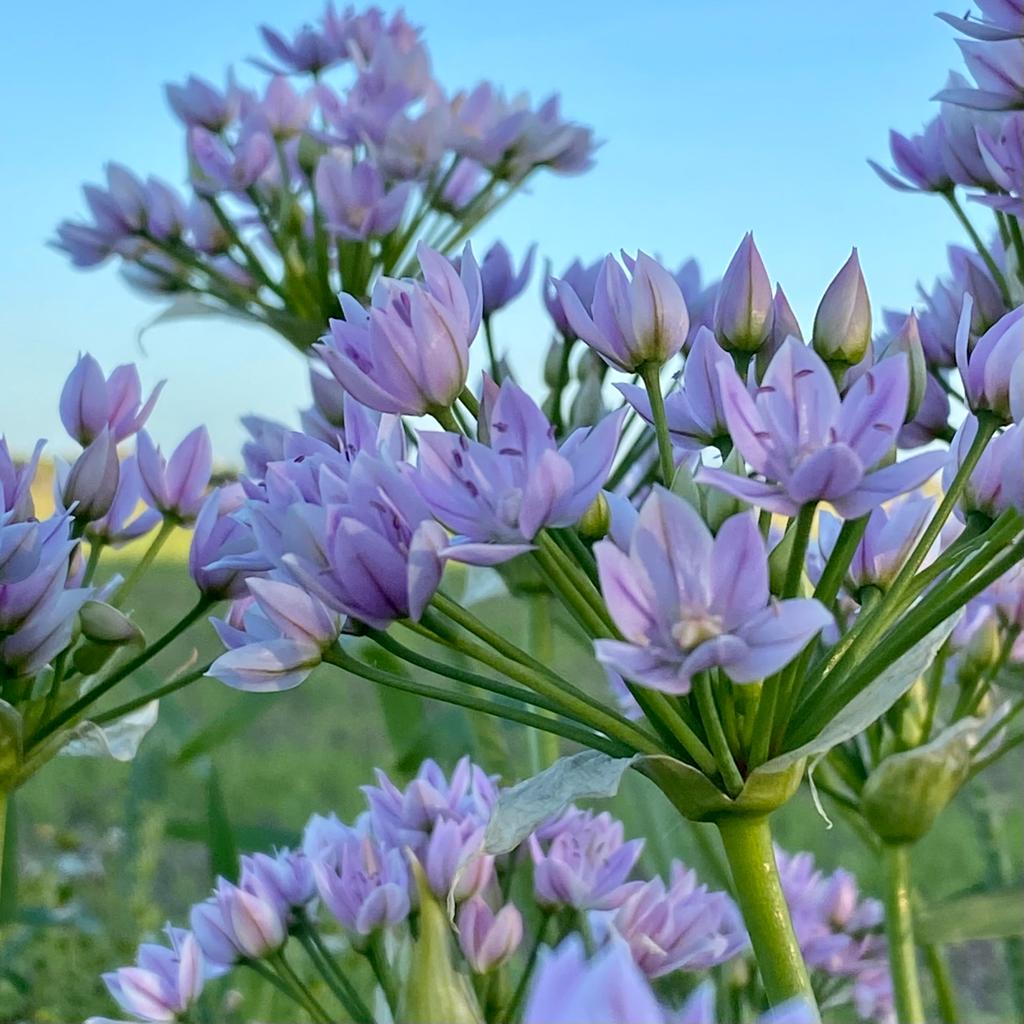 Allium unifolium