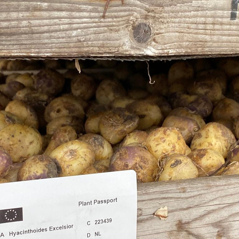 Hyacinthoides hispanica Excelsior