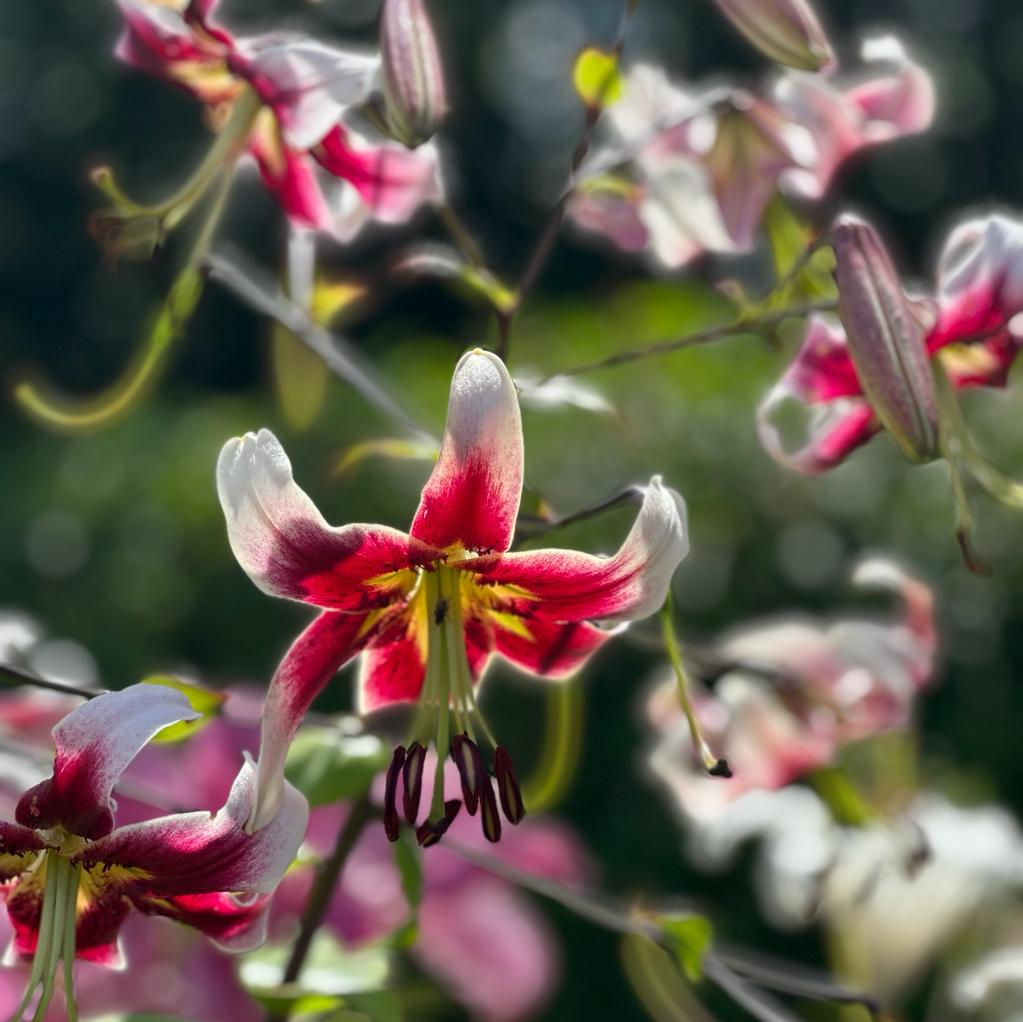 Lilium Scheherazade