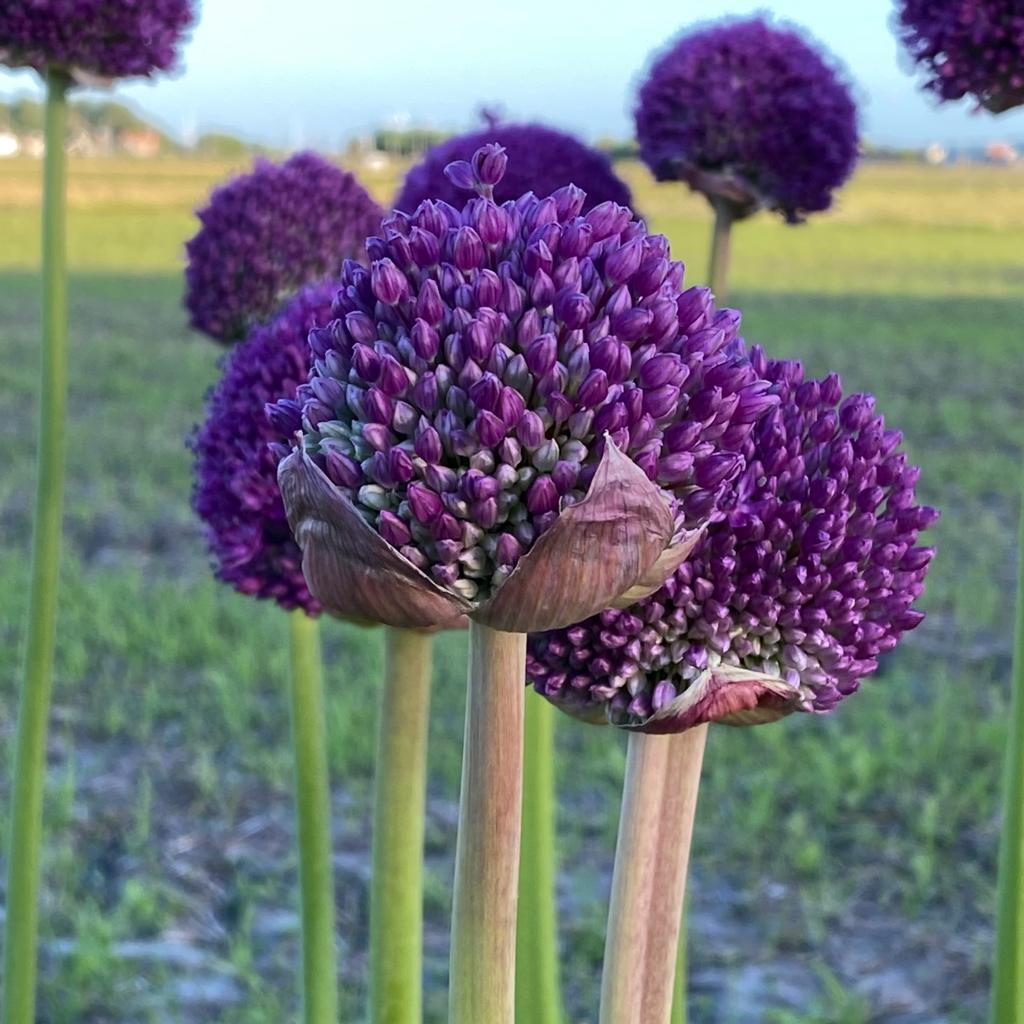 Allium giganteum