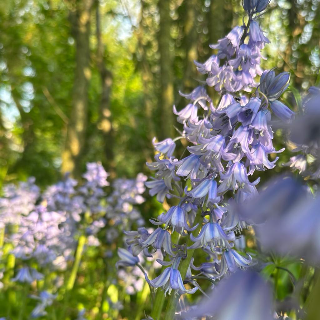 Hyacinthoides hispanica Excelsior