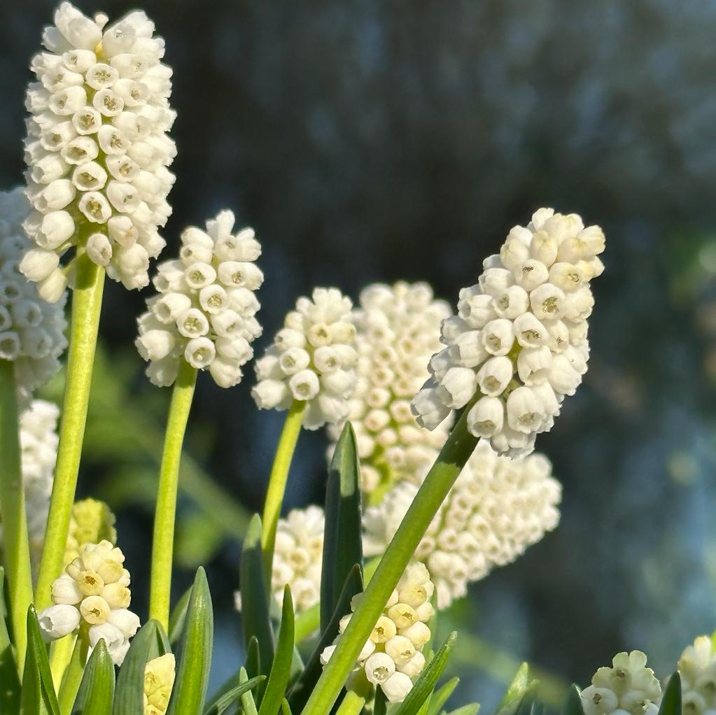 Muscari aucheri White Magic