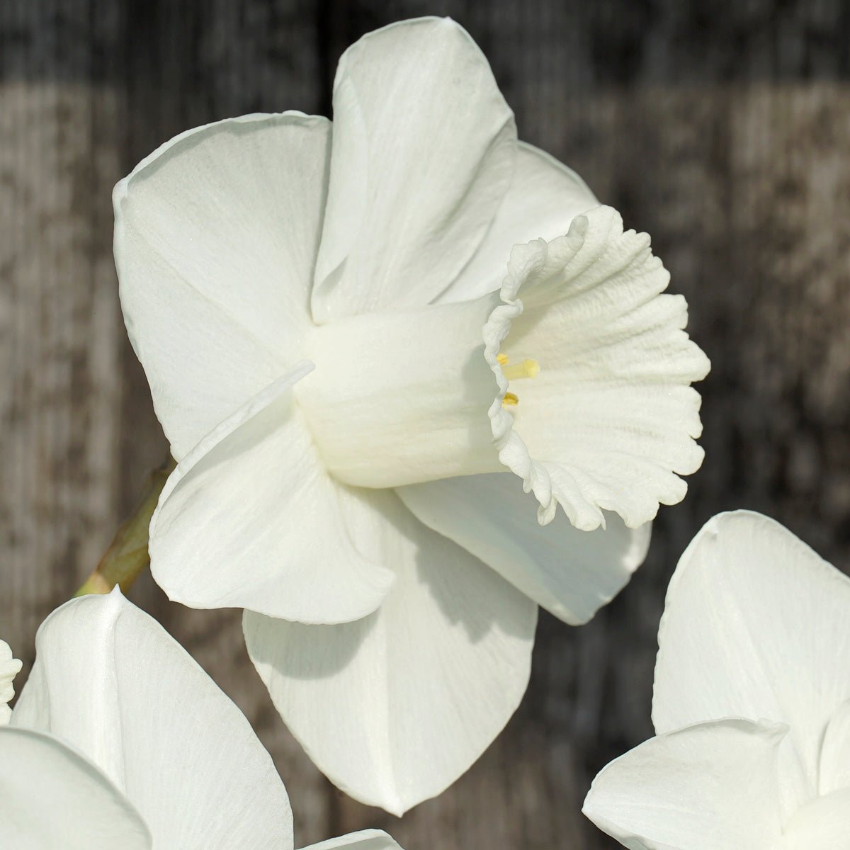 In Love - witte Trumpet narcis - Fluwel