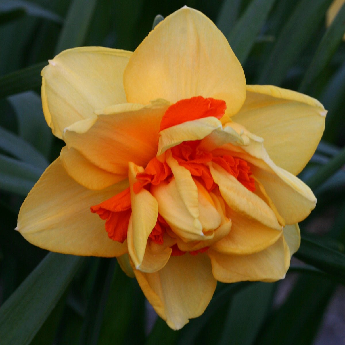 Innovator - Special Narcissus - Fluwel