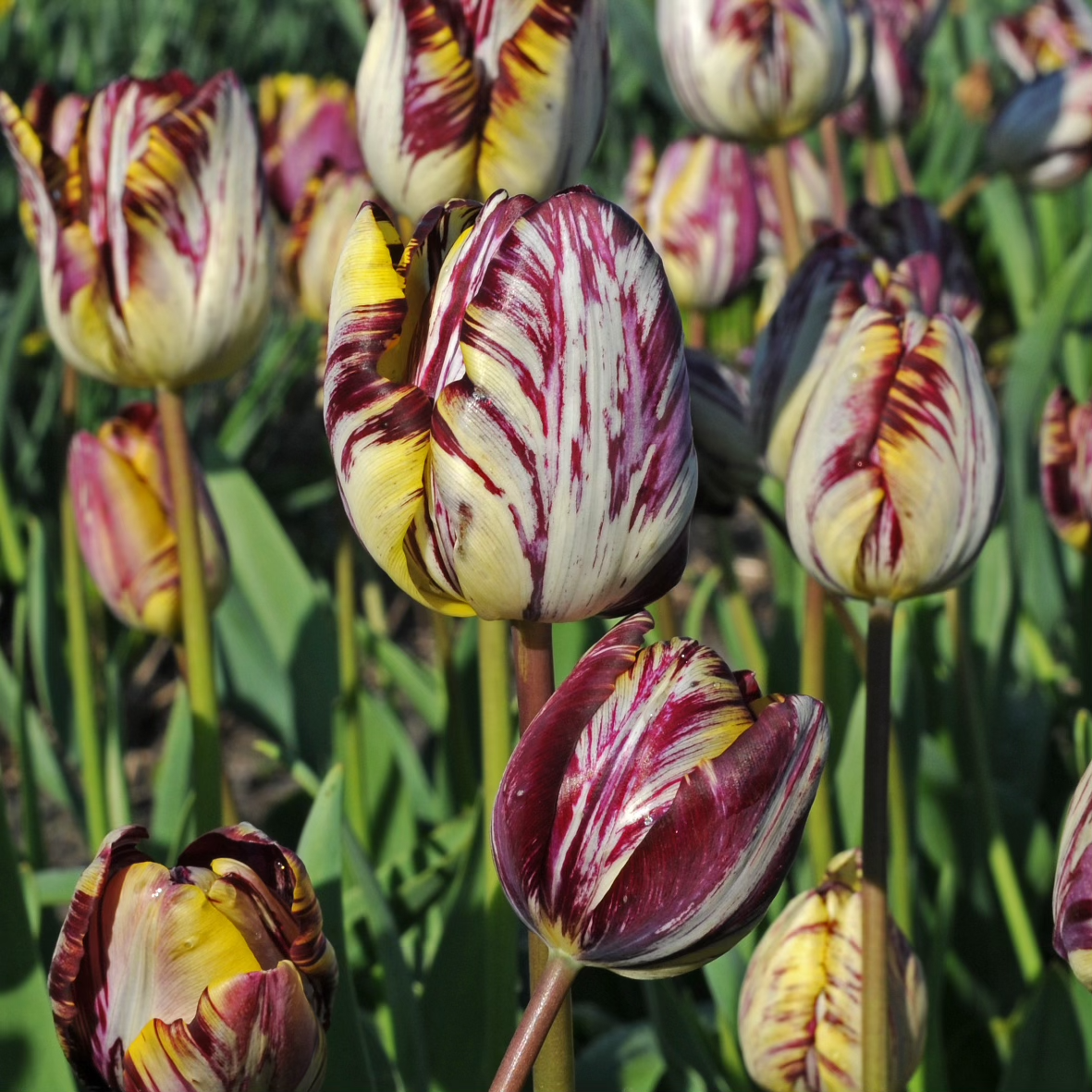 Insulinde - Tulips - Fluwel